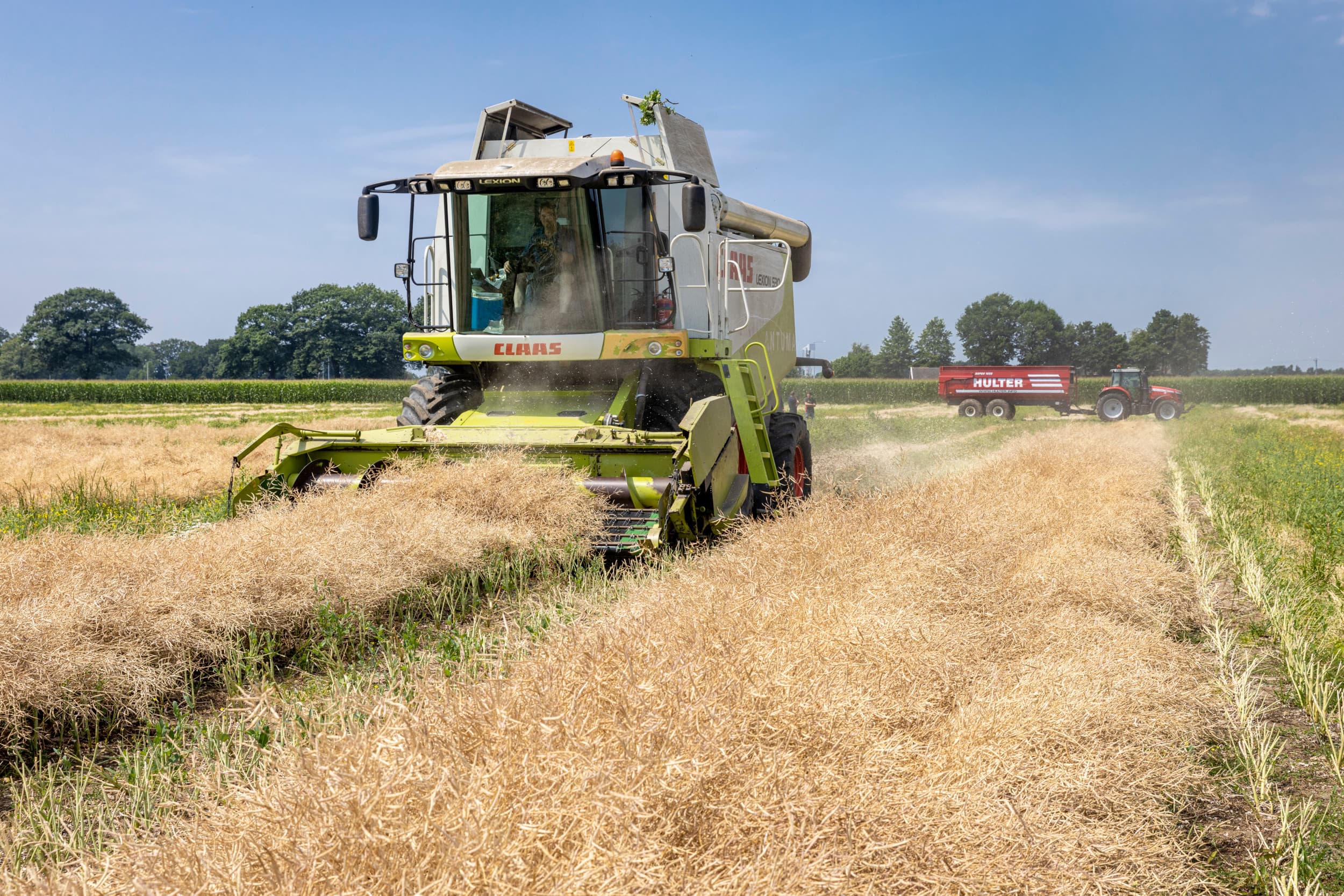 Koolzaadoogst enkele jaren geleden. Veel koolzaad gaat richting biobrandstoffen. Colzaco richt zich op verwaarding van de hele plant en nieuwe afzetmogelijkheden. – Foto: Koos Groenewold