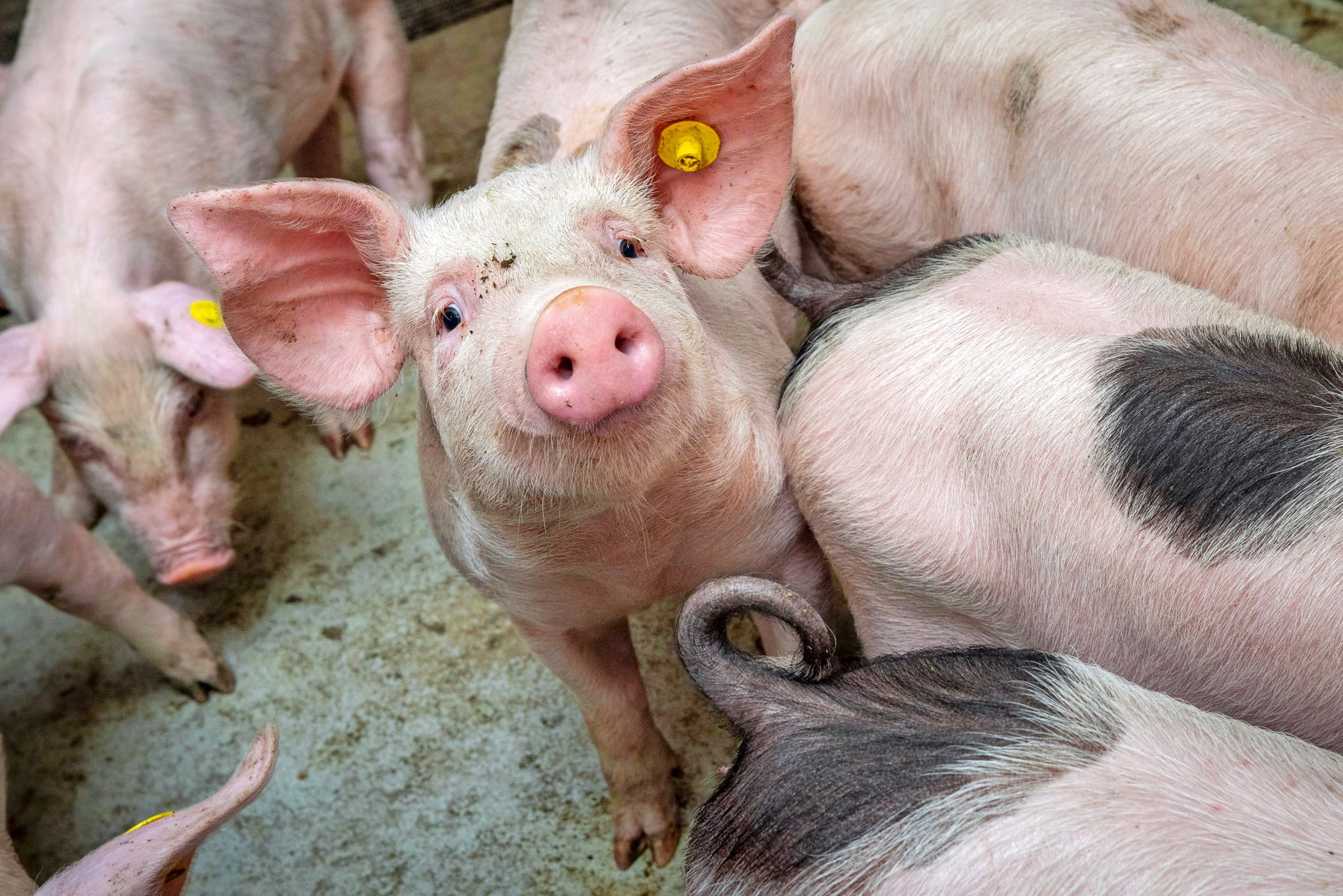 Verschillende factoren kunnen volgens Anita Hoofs staartbijtgedrag in de hand werken. “Ieder bedrijf heeft z’n eigen emmer met risicofactoren. Zorg ervoor dat je emmer niet overloopt.” – Foto: Koos Groenewold