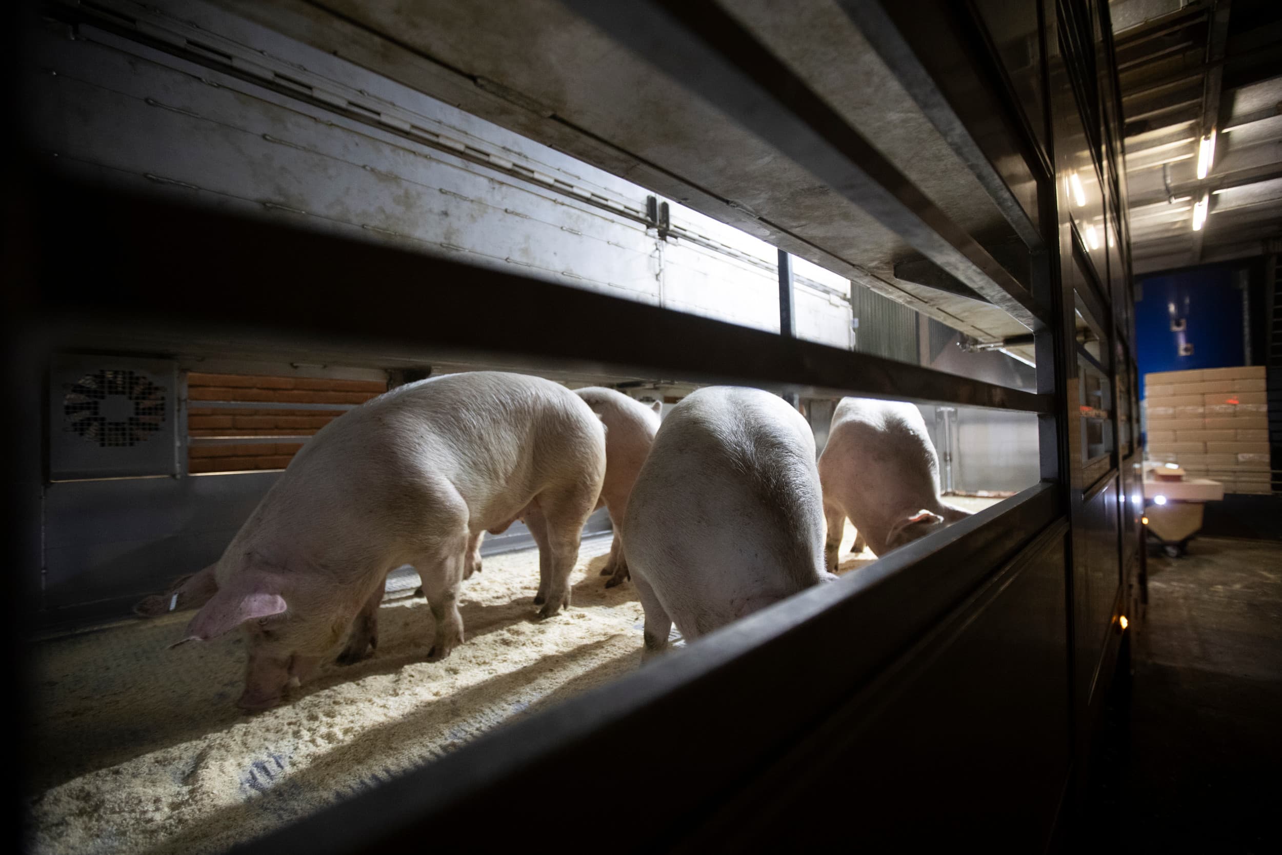 Veeprikkers mogen alleen gebruikt worden bij volwassen varkens en runderen die weigeren te verplaatsen, mits ze ruimte hebben om te bewegen. – Foto: Hans Prinsen