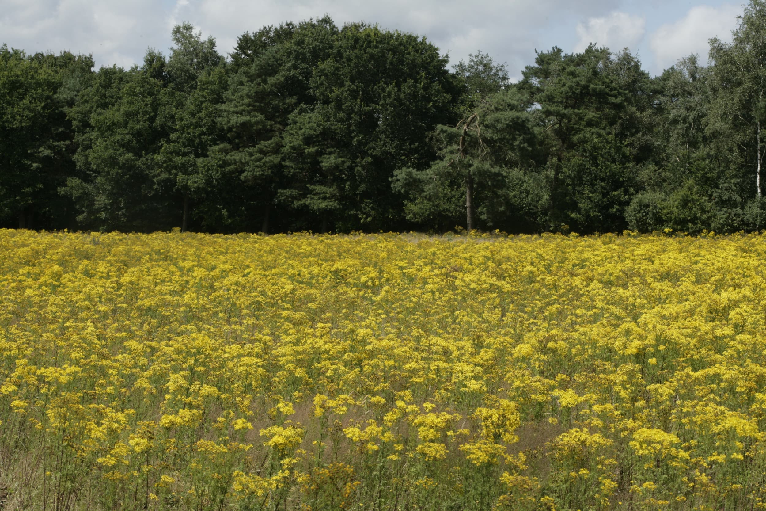 De provincie Overijssel wil op plekken waar veel jakobskruiskruid groeit ‘proactief beheer’ toepassen. – Foto: Koos Groenewold