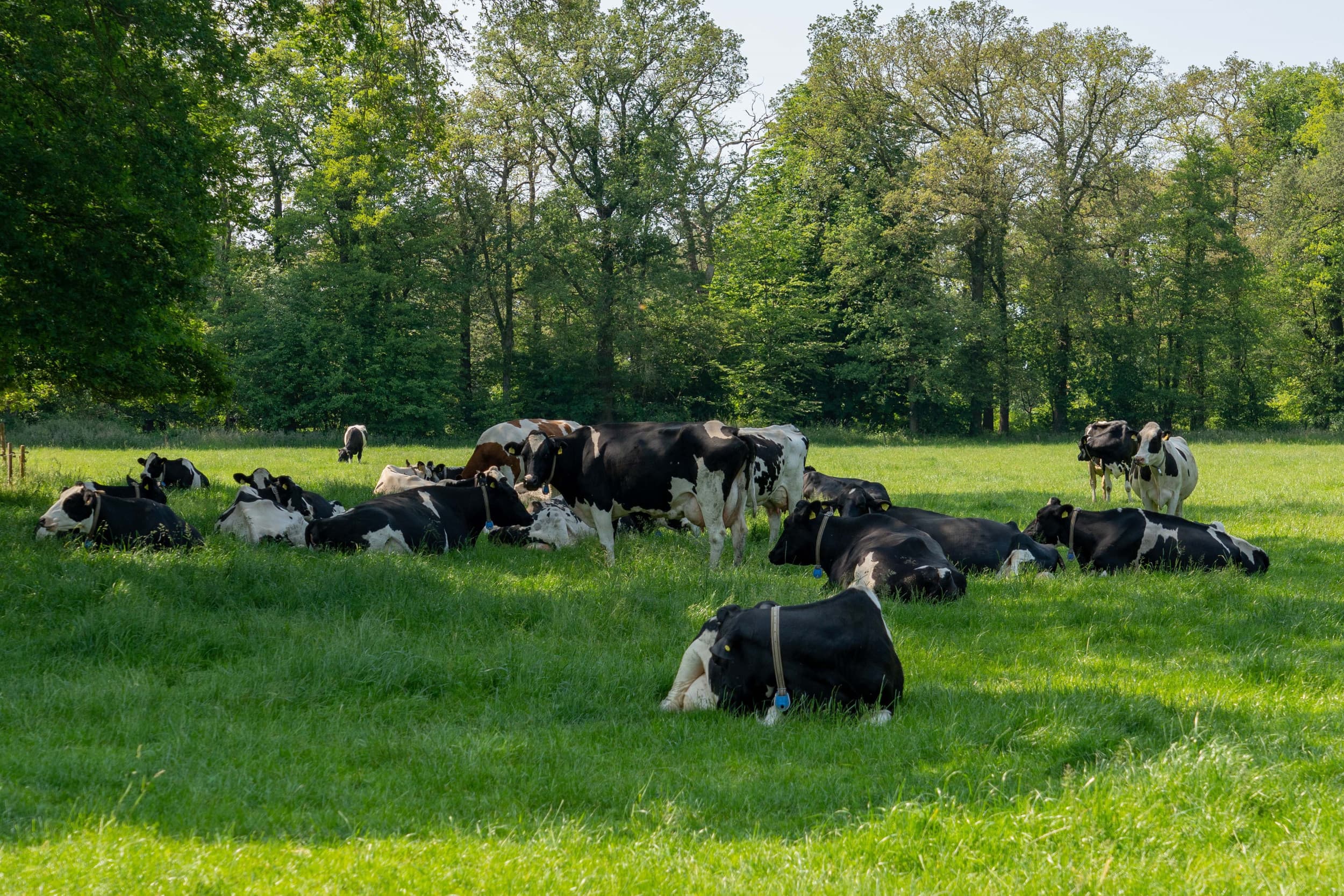 Foto: Jan Willem Schouten
