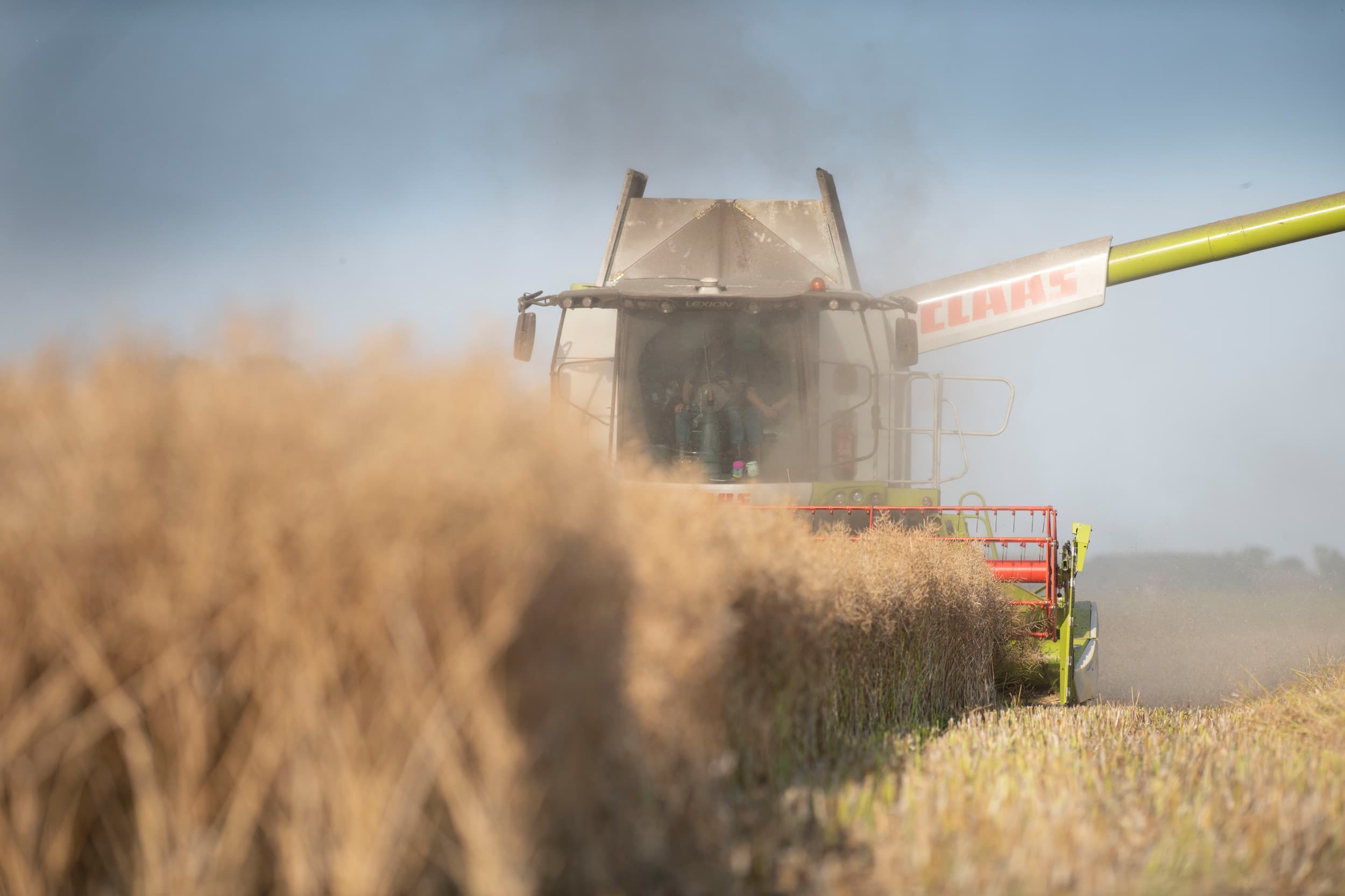 Koolzaad kan een kans vormen bij de productie van kweekvlees, stellen Britse onderzoekers. – Foto: Mark Pasveer