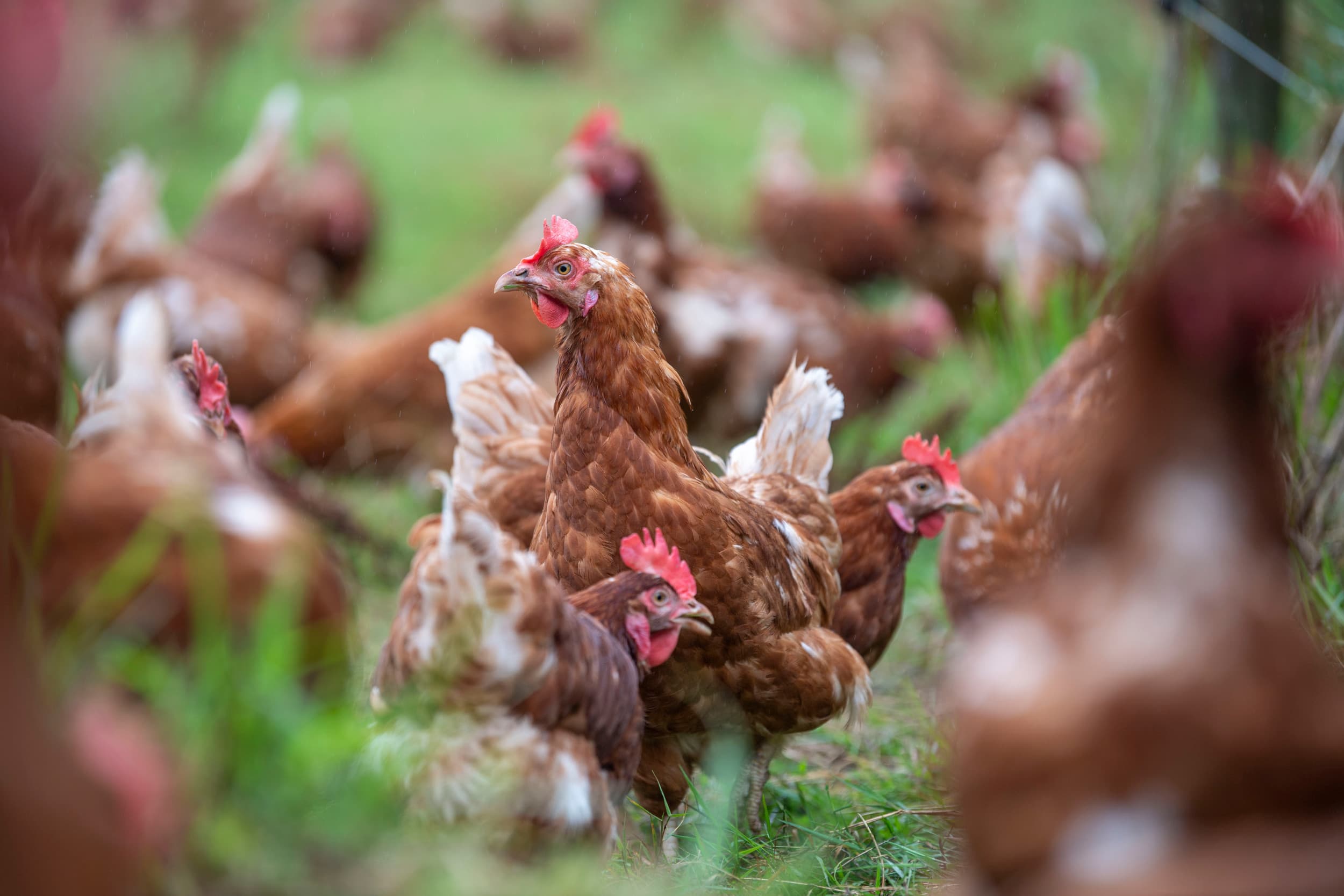 Bij de uitbraak met vogelgriep net over de Duitse grens in Bad Bentheim gaat het om het hoogpathogene type H7N5. Dat schrijft minister Femke Wiersma van Landbouw, Visserij, Voedselzekerheid en Natuur in een brief aan de Tweede Kamer. - Foto: Mark Pasveer