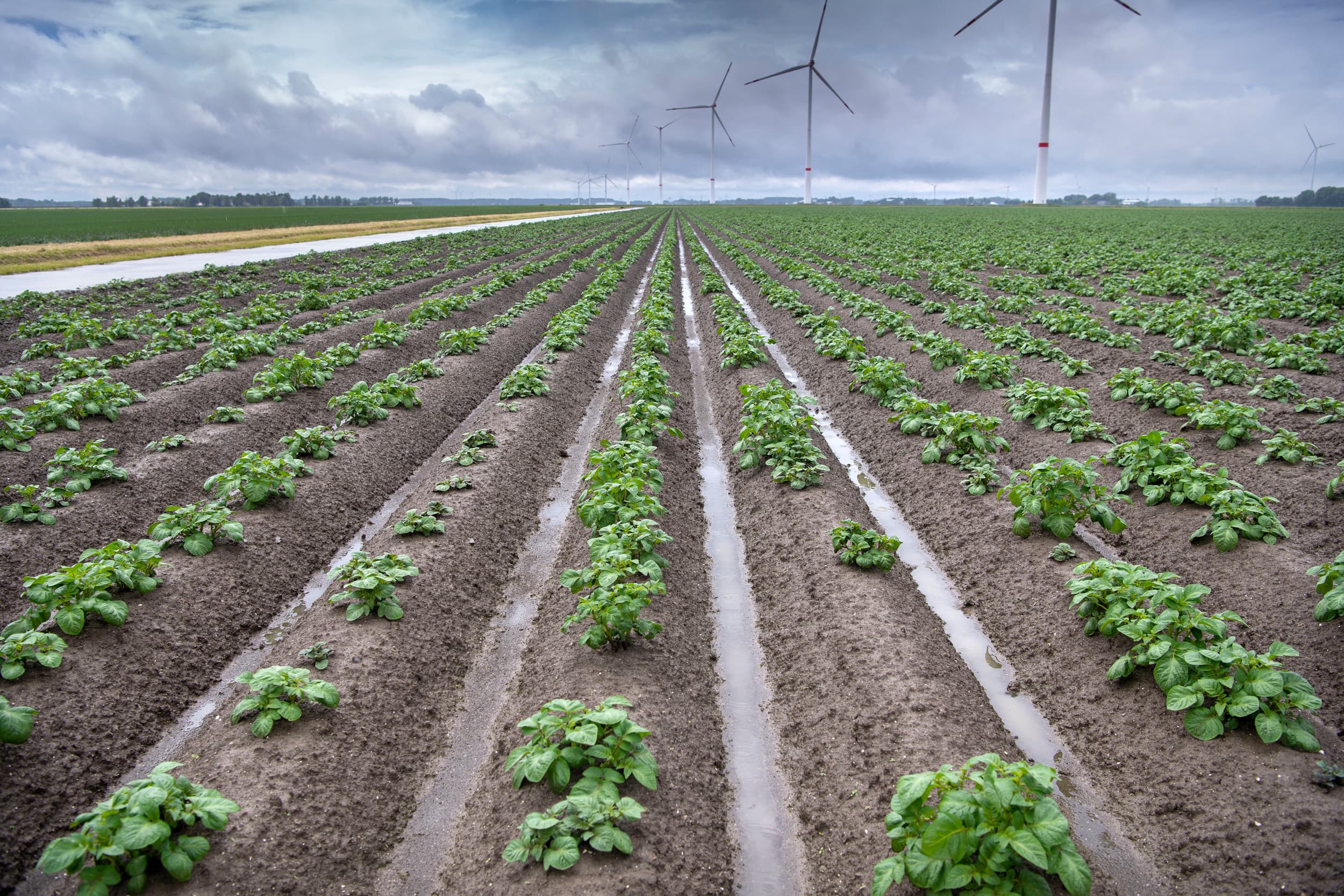 Noordwest-Europese aardappeltelers kampten dit voorjaar met slechte pootomstandigheden. Dit heeft gevolgen voor kwaliteit en opbrengst.