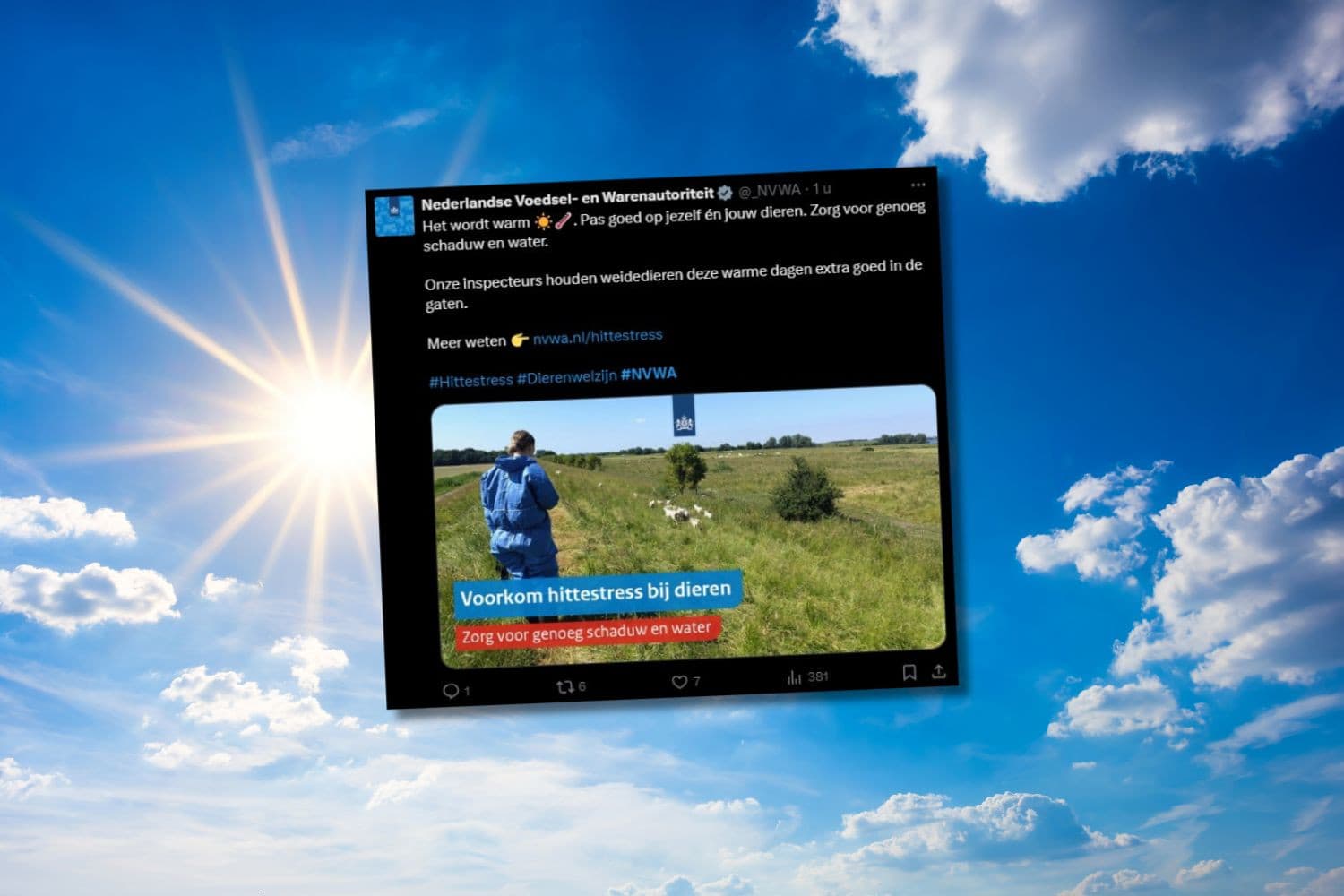 De NVWA waarschuwt via het socialemediaplatform X rekening te houden met de hitte en het vee goed in de gaten te houden. – Afbeelding: Canva en NVWA-bericht op X, beeldbewerking