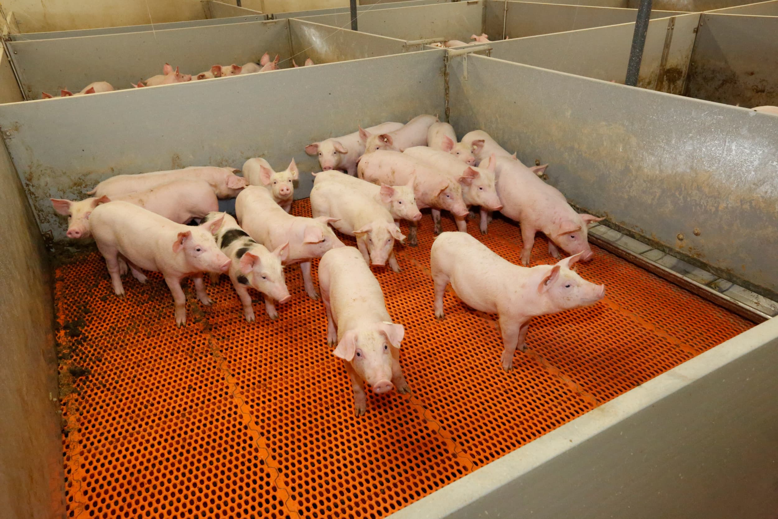 Varkensbedrijf in voormalig Oost-Duitsland. – Foto: Henk Riswick