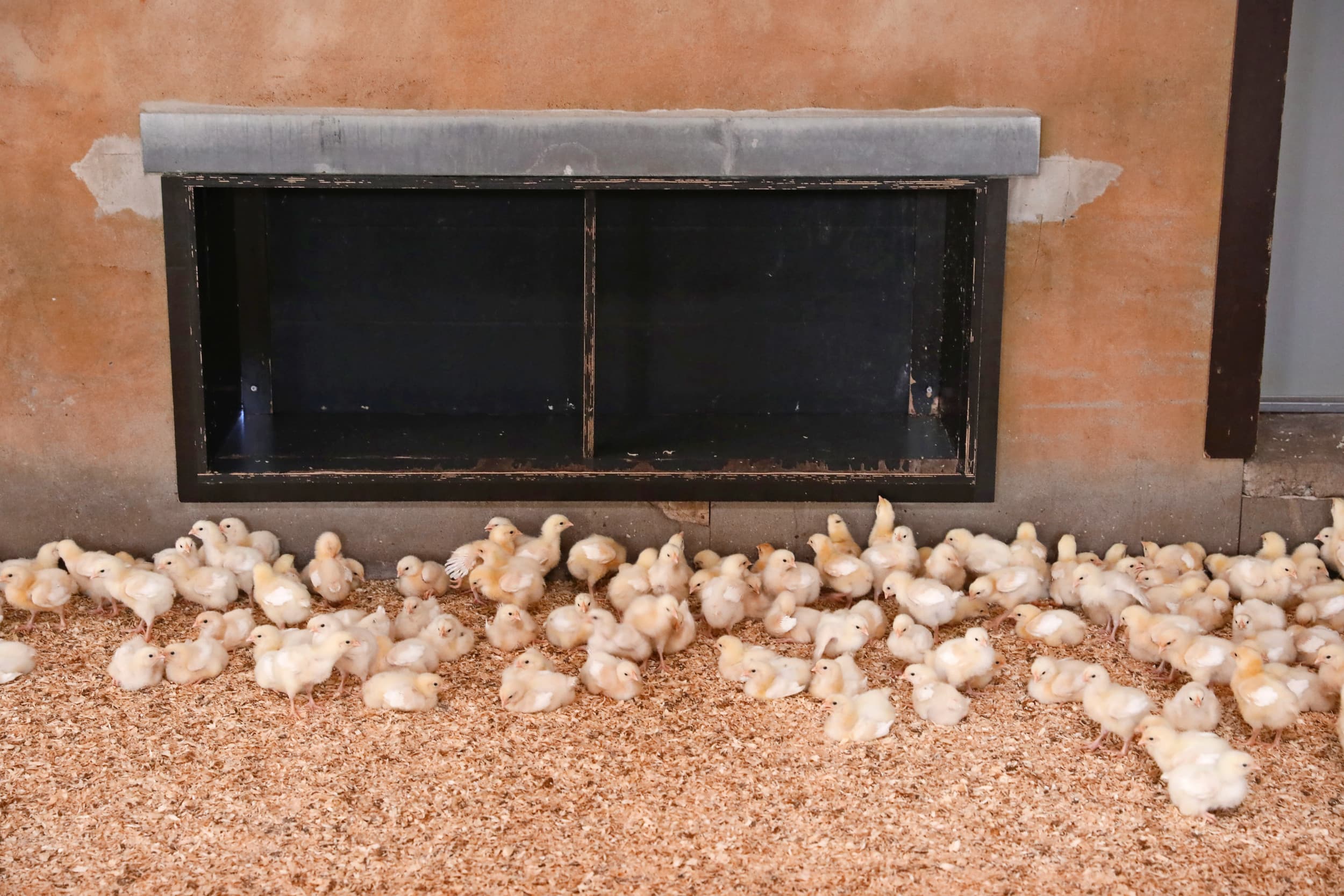De verschillen tussen langzame groeiers zijn groot. Er zijn te weinig gegevens om te bepalen bij welke lijnen de dieren het meeste welzijn ervaren.