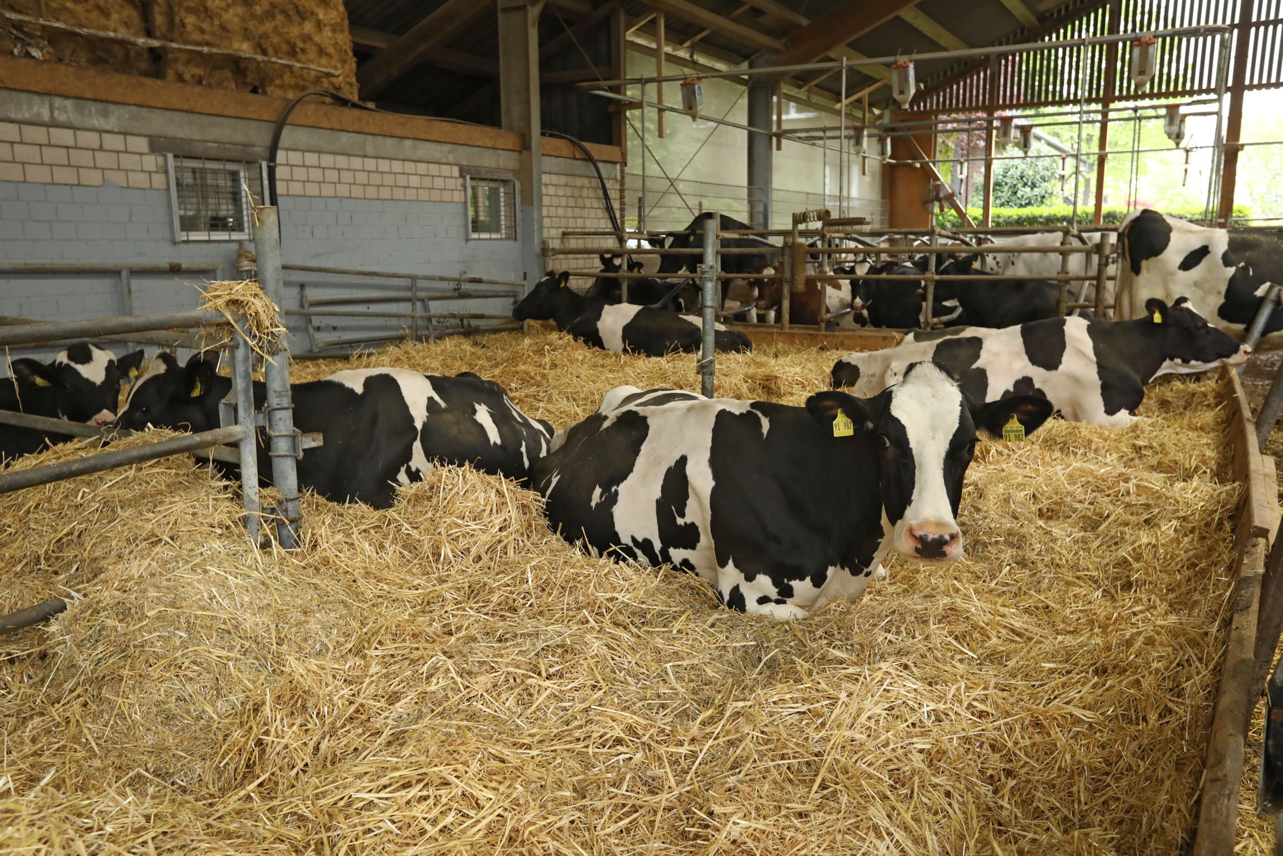 De kalverhouderij ligt de laatste jaren best onder een vergrootglas: kalverimport, antibiotica, emissies. De politiek gaat zich ermee bemoeien en meestal wordt het dan niet beter. – Foto: Henk Riswick