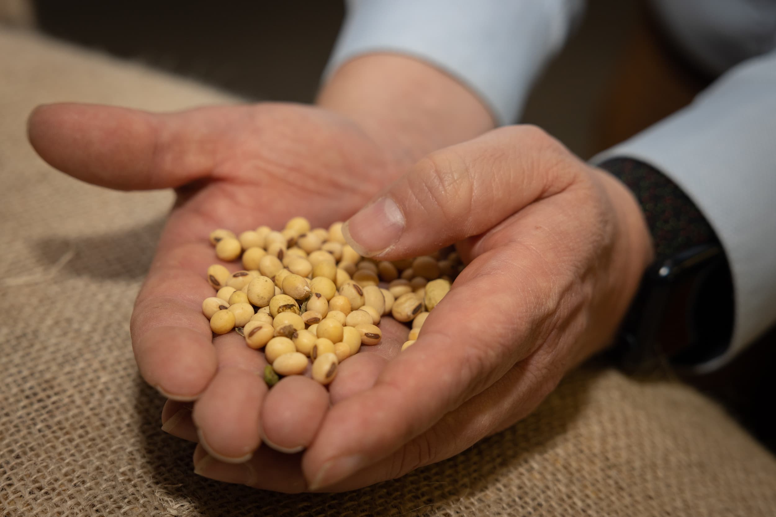 In totaal zijn zes Nederlandse boeren bezig geweest met verse sojateelt. – Foto: Peter Roek