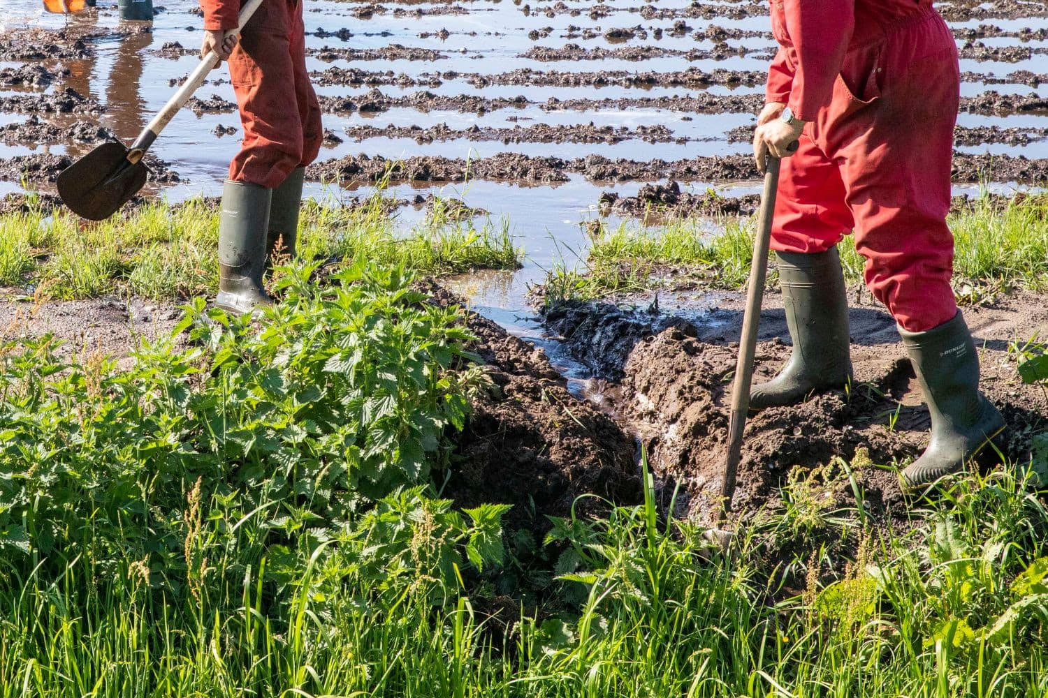 De spoelsleuven voeren meststoffen en gewasbeschermingsmiddelen naar de beek, wat de waterkwaliteit verslechtert en in strijd is met de Kader Richtlijn Water voor 2027, aldus Waterschap Limburg. – Foto: Koos van der Spek
