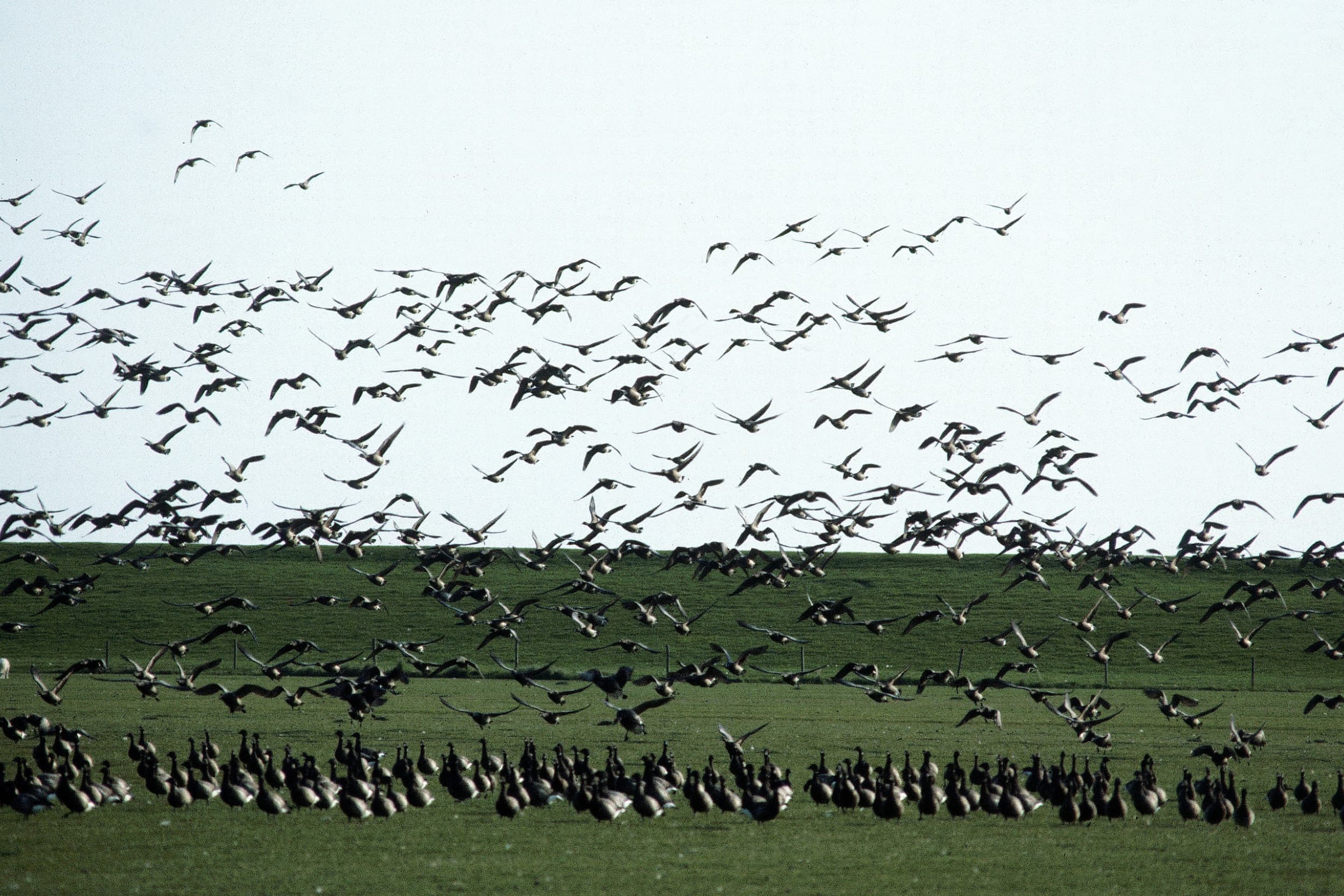 vogelgriep eigenschappen van zoogdiervirussen