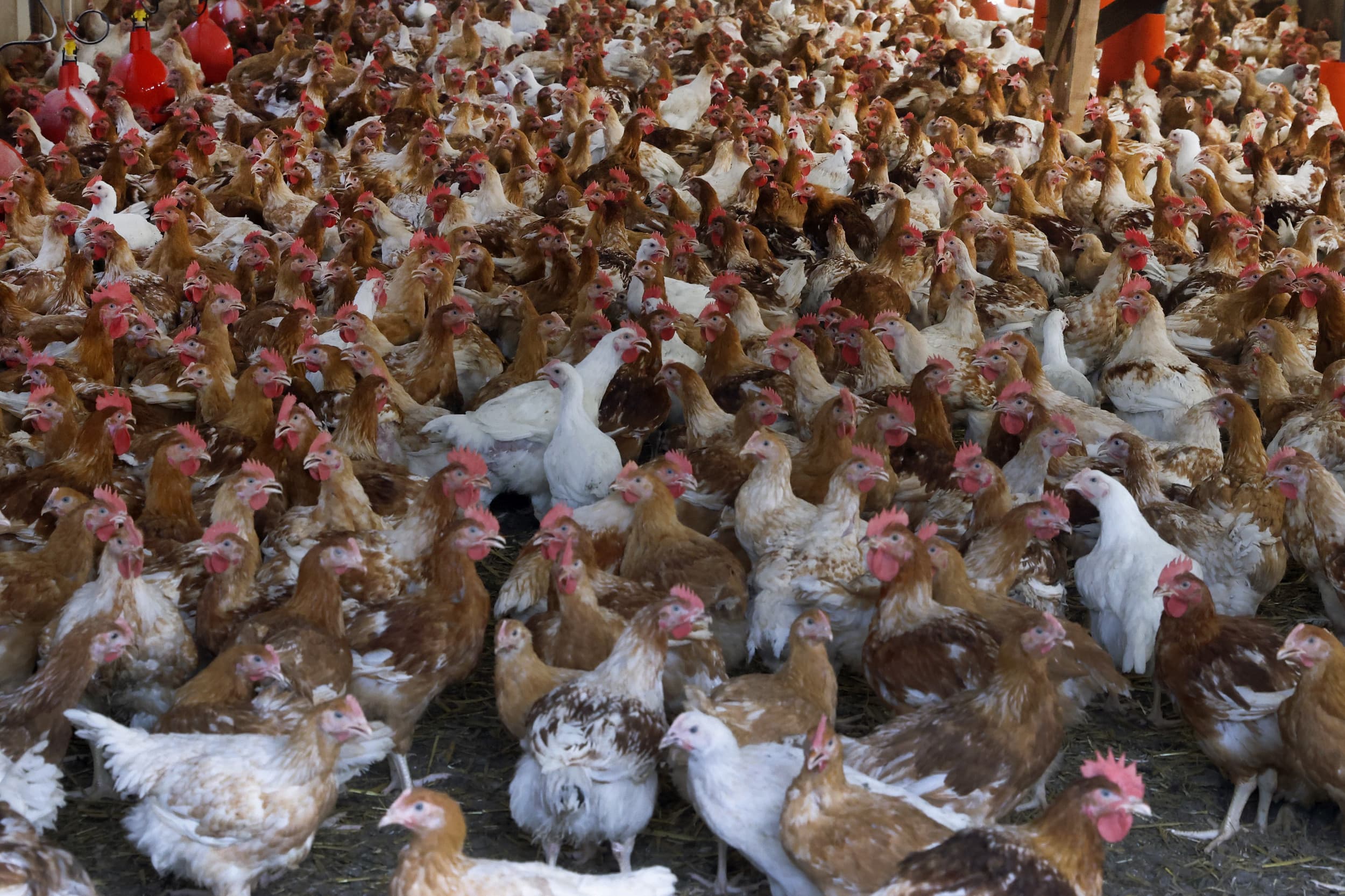 Vogelgriep steeks steeds vaker de kop op in de VS. – Foto: Ton Karstenmans