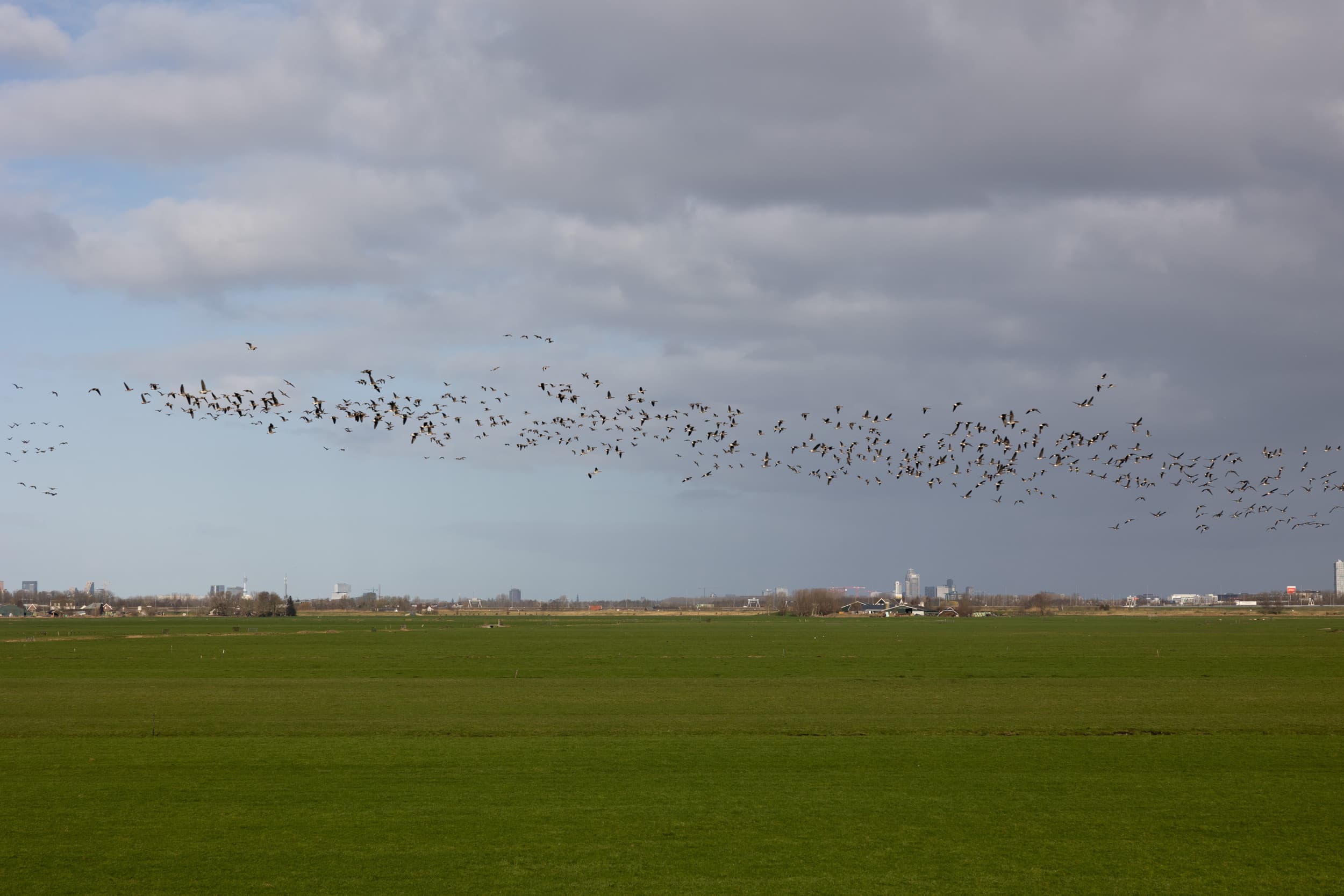 vogelgriep opsporen met ai