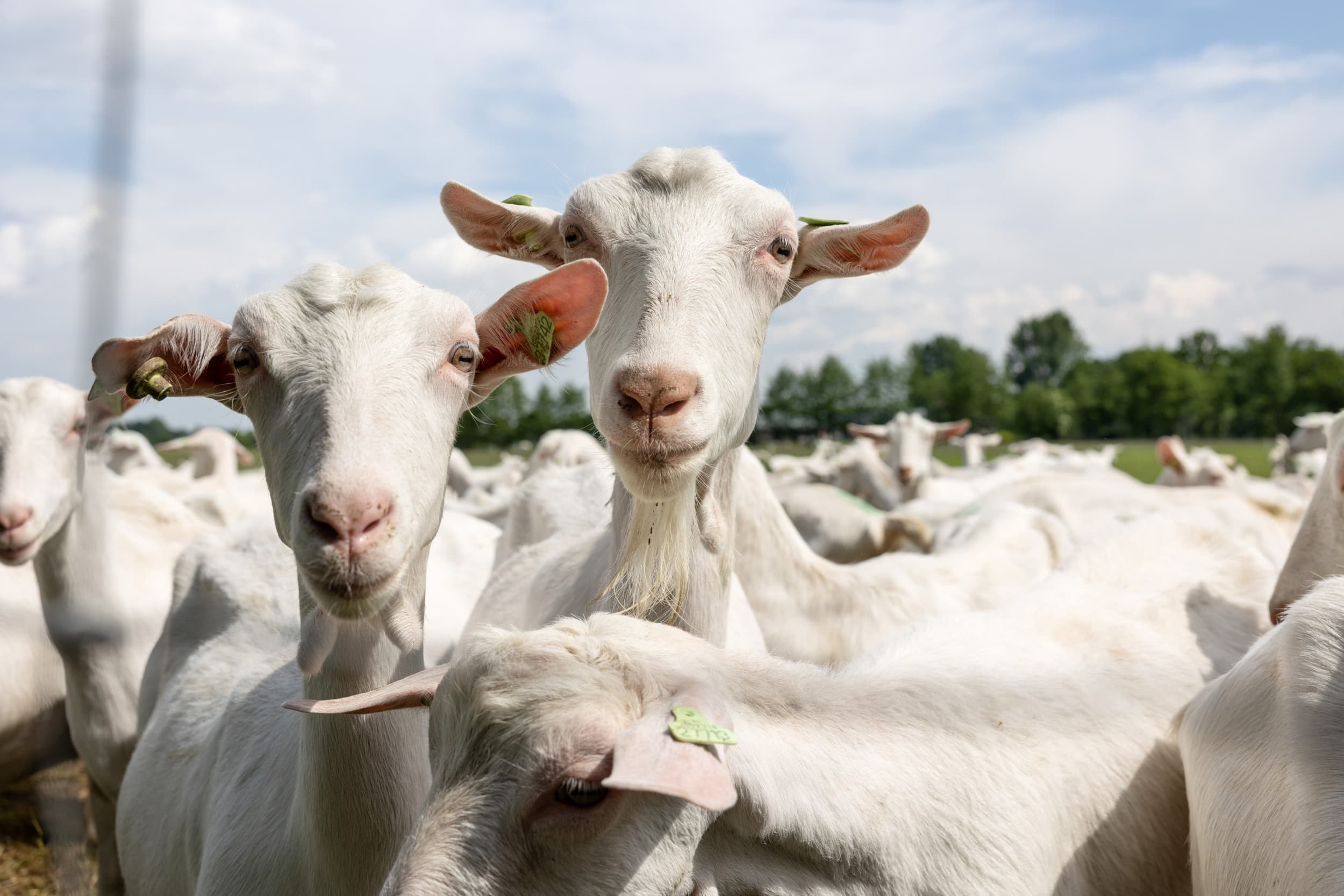 Bedrijven met meer dan 50 schapen of geiten voor de melkproductie zijn wettelijk verplicht hun dieren tegen Q-koorts te vaccineren. – Foto: Herbert Wiggerman