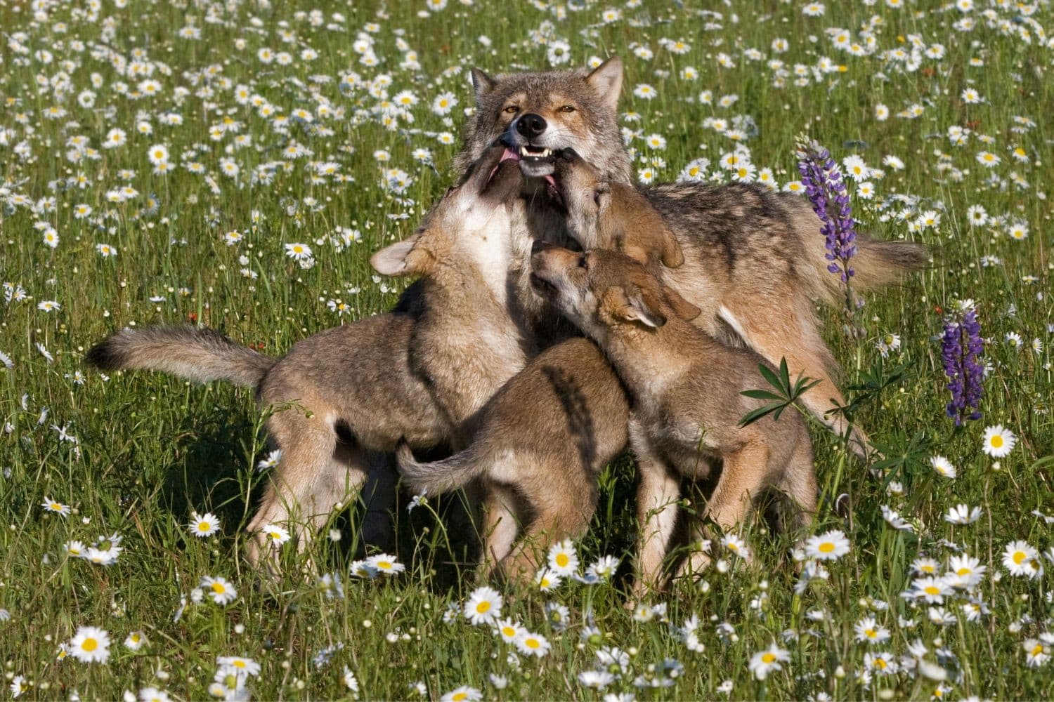 Het Europees Hof bepaalt dat wolven niet zomaar mogen worden afgeschoten, zelfs niet bij schade, en benadrukt preventieve maatregelen. – Foto: Canva/Getty Images