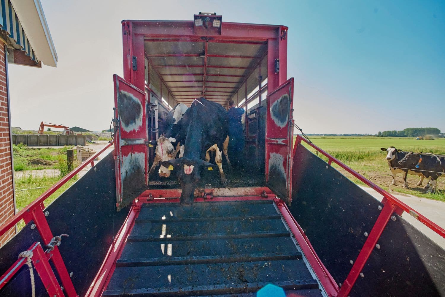 Aanvoer van vee geeft veruit het grootste risico op het binnenhalen van ziektekiemen op een melkveebedrijf. Goede afspraken met de verkoper en handelaar kunnen problemen voorkomen. Ook de werkwijze op het eigen bedrijf kan verschil maken. – Foto: Van Assendelft