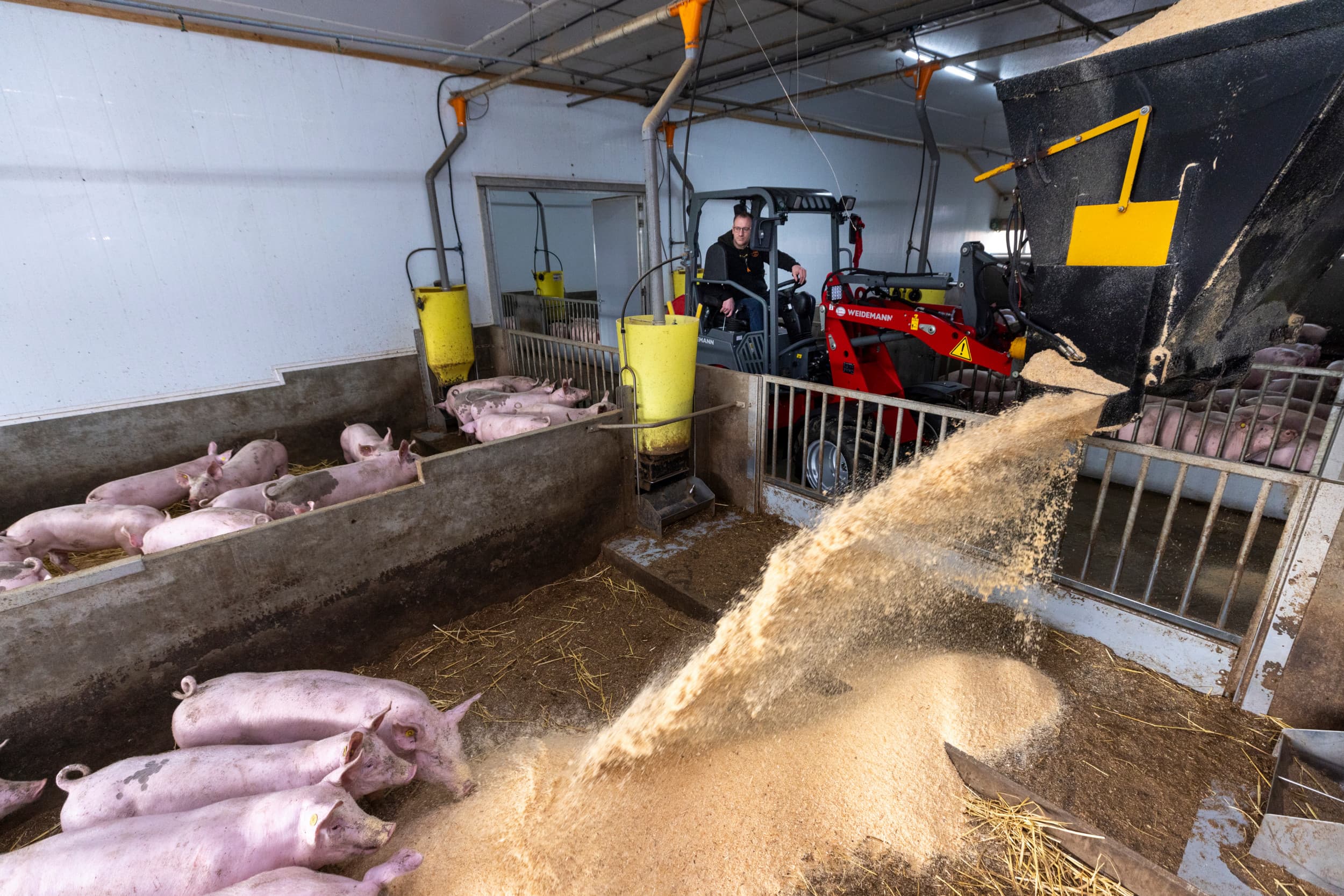 Het instrooien van een wroetstal. Hokverrijking is een doelvoorschrift. Dat betekent dat varkenshouders zelf mogen kiezen welke middelen in te zetten als verrijking om het doel te bereiken. – Foto: Koos Groenewold