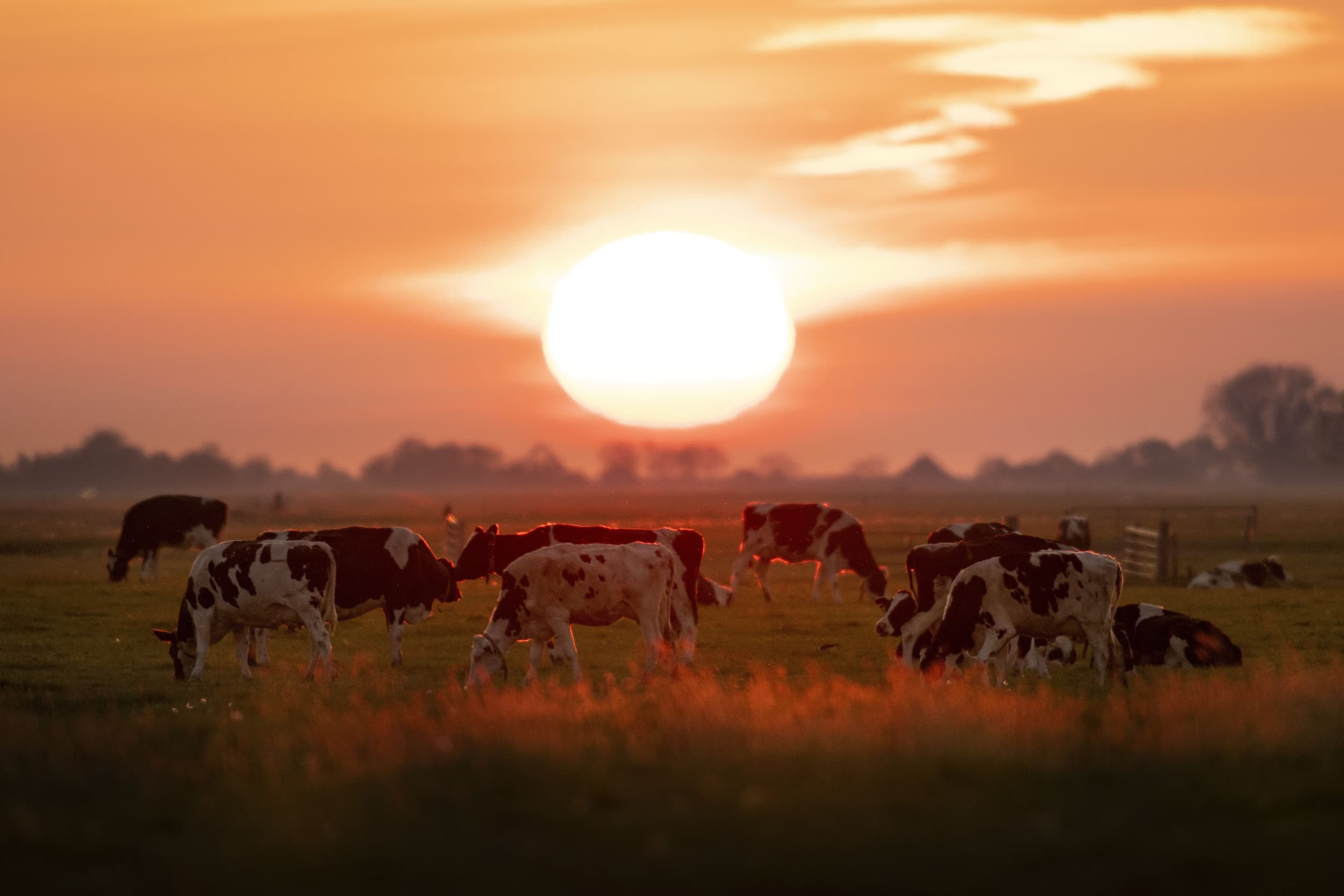 Zonder het in de gaten te hebben, zijn ze met hun boerderij een nieuwe realiteit binnengestapt. Hun zoon zou het bedrijf overnemen, dat was duidelijk. Door een ongelukkige samenloop van omstandigheden bleef er van de goede voornemens niets meer over. – Foto: Mark Pasveer
