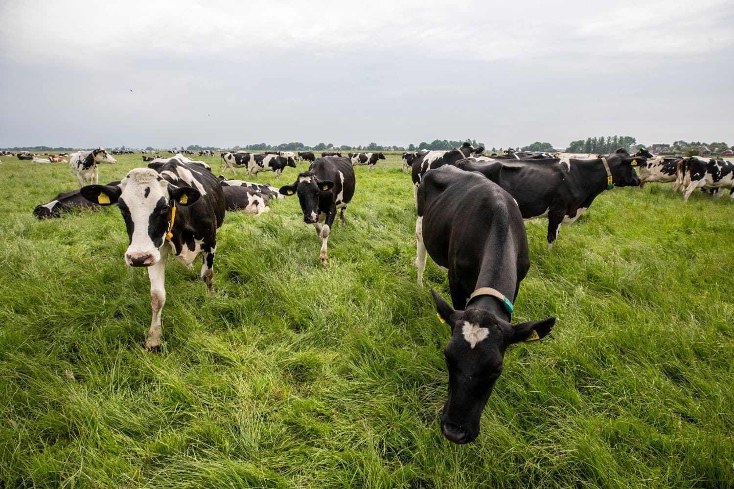 Foto: Anne van der Woude
