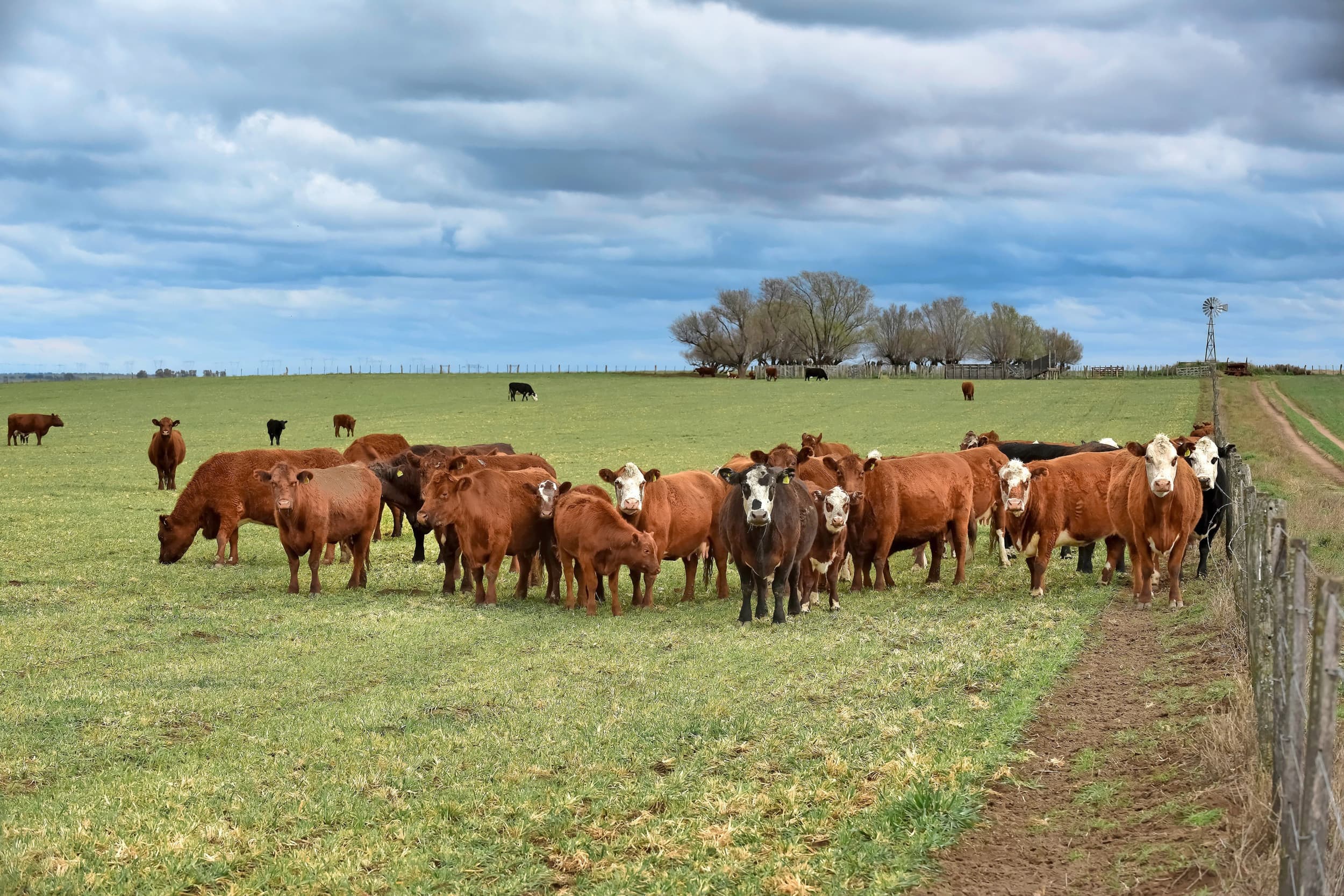export rundvlees argentinie naar eu en duurzaamheid