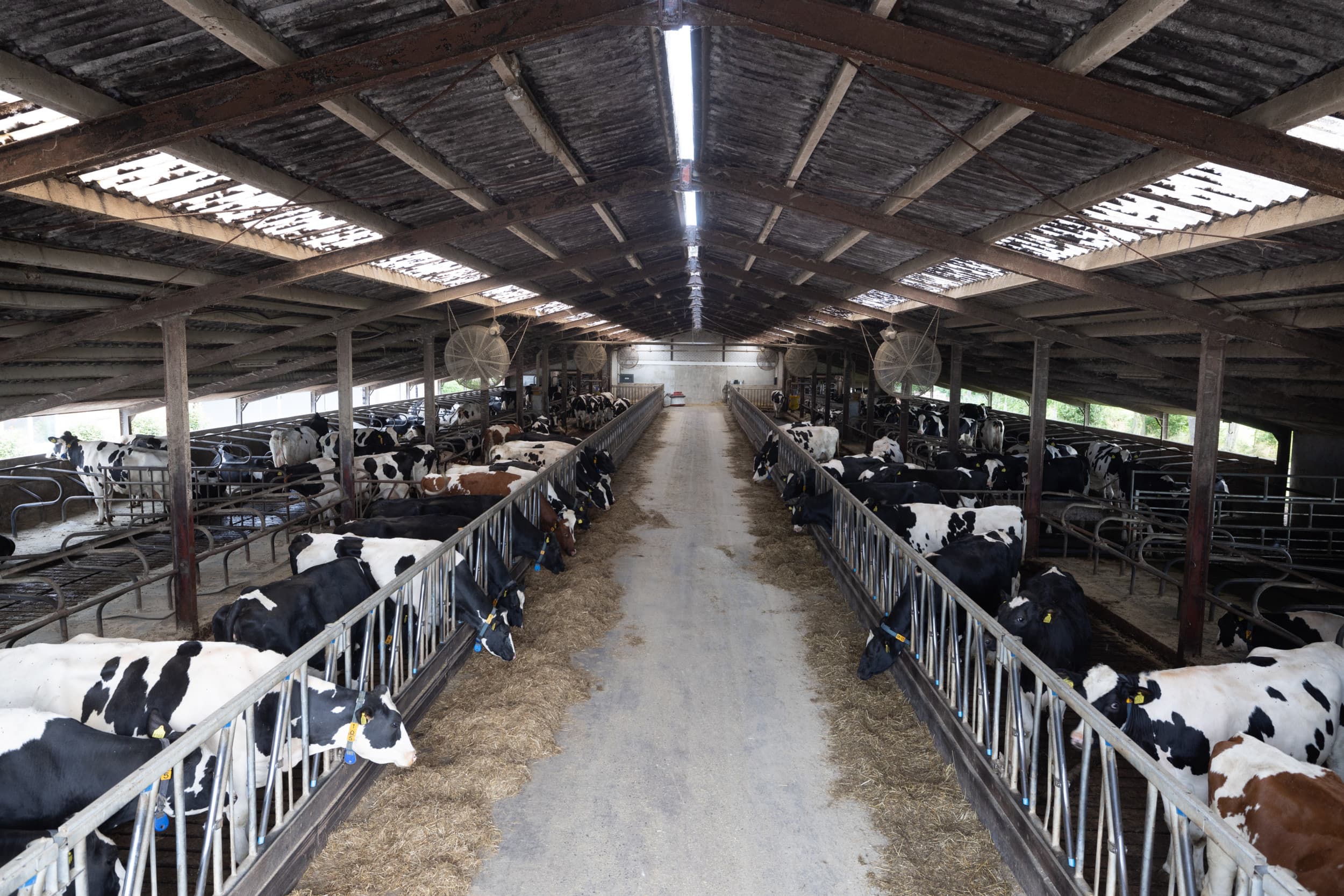 De stikstof- en fosfaatexcretie van de veehouderij is in 2023 zeer beperkt afgenomen ten opzichte van 2022. Dat blijkt uit definitieve cijfers van het Centraal Bureau voor de Statistiek (CBS). – Foto: Peter Roek