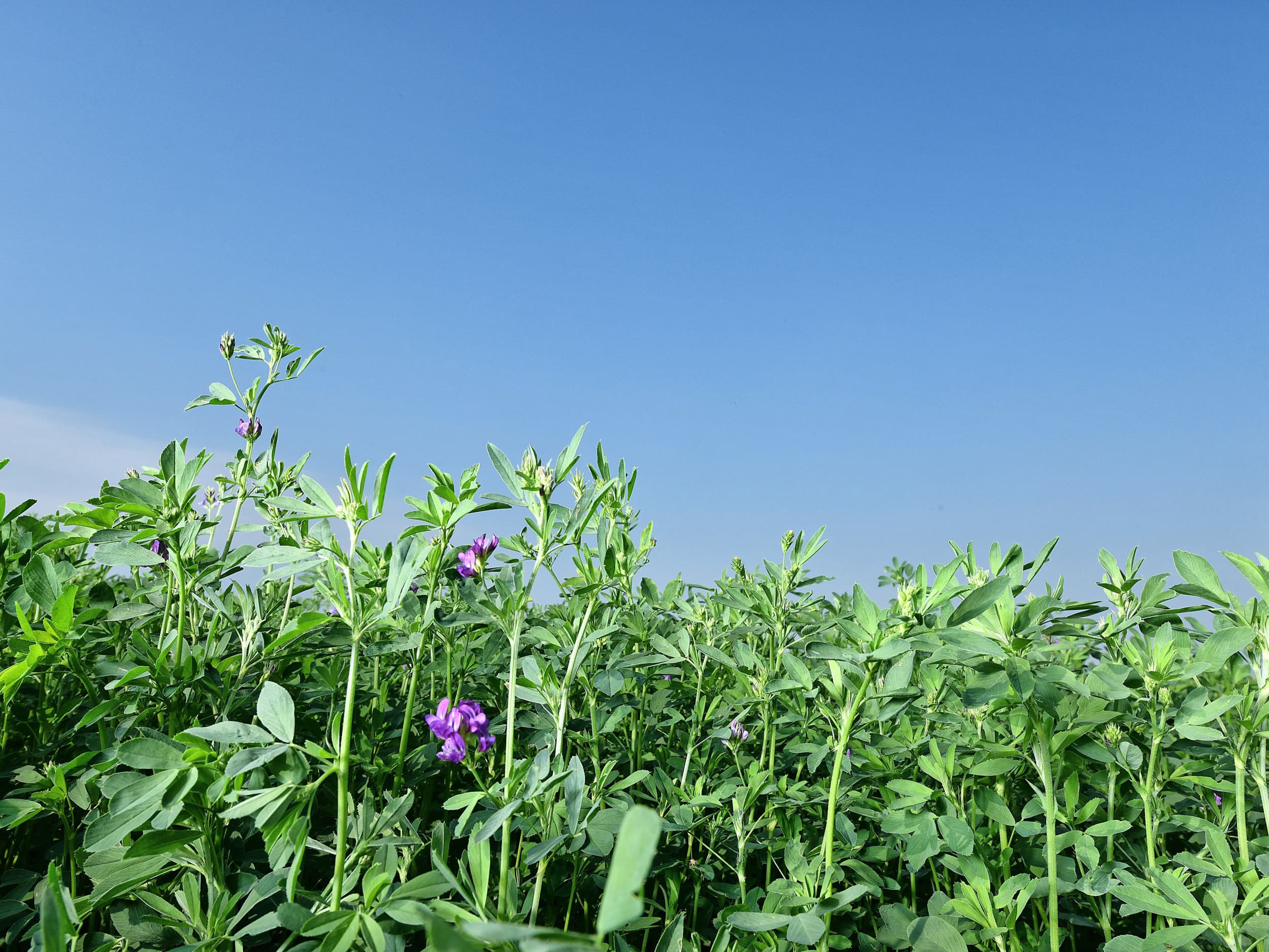 Foto: Barenbrug