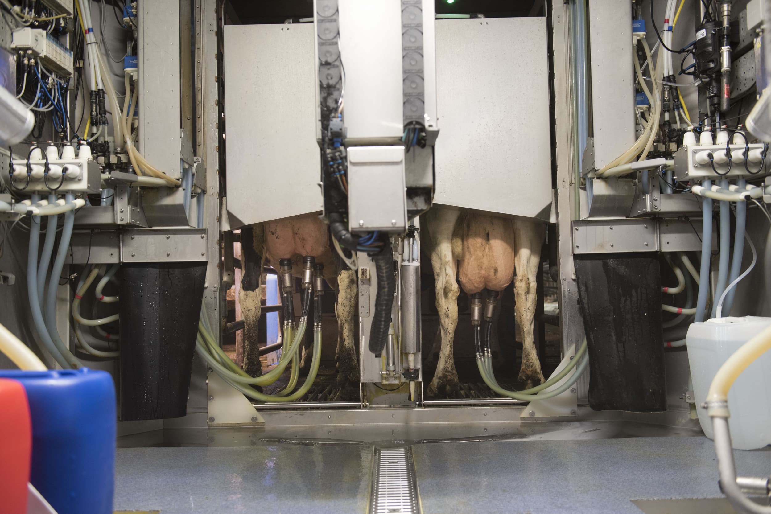 De Duitse melkprijs bedraagt in april € 44,79 per 100 kilo en ligt € 0,13 hoger dan een maand eerder. Dat blijkt uit cijfers van het statistiekbureau voor landbouw en voeding BLE. – Foto: Mark Pasveer