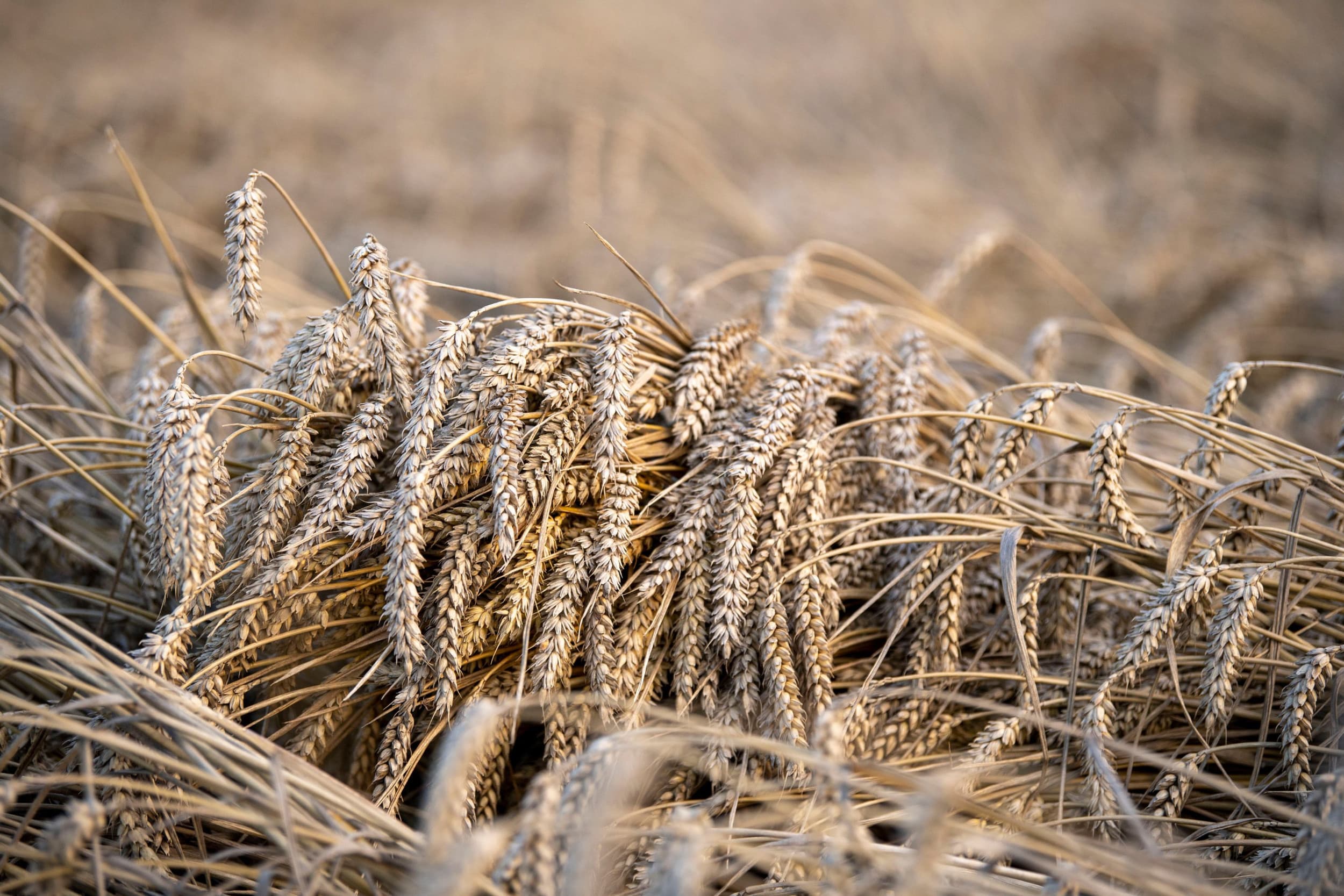 Het tarwe-areaal slonk vorig jaar met een kwart tot minder dan 100.000 hectare volgens het CBS. – Foto: Mark Pasveer