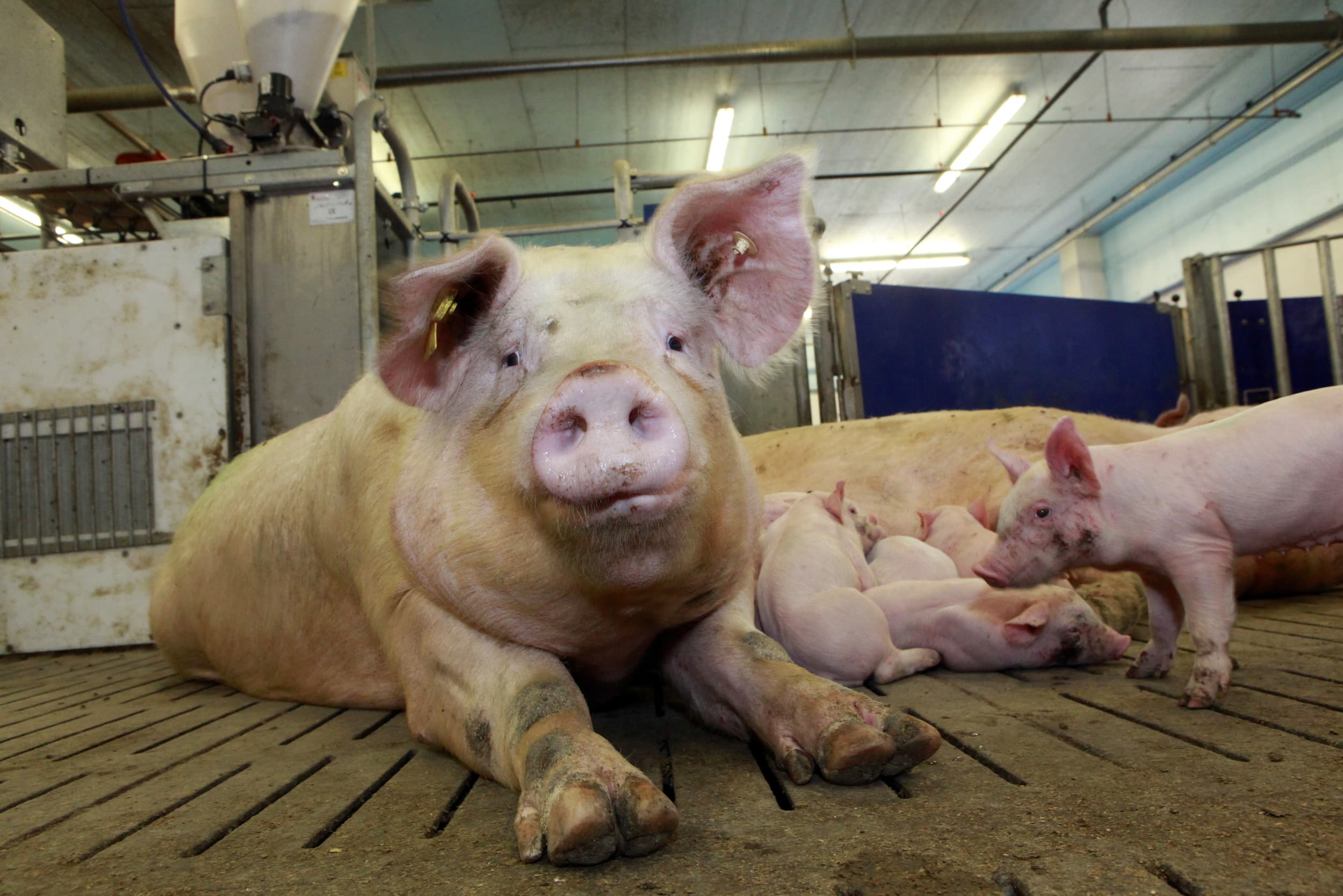 Er is geen sprake van dumping van Nederlands varkensvlees op de Chinese markt. Dat zegt Producentenorganisatie Varkenshouderij (POV) in reactie op het aangekondigde anti-dumpingonderzoek van China naar Europees varkensvlees. – Foto: Henk Riswick