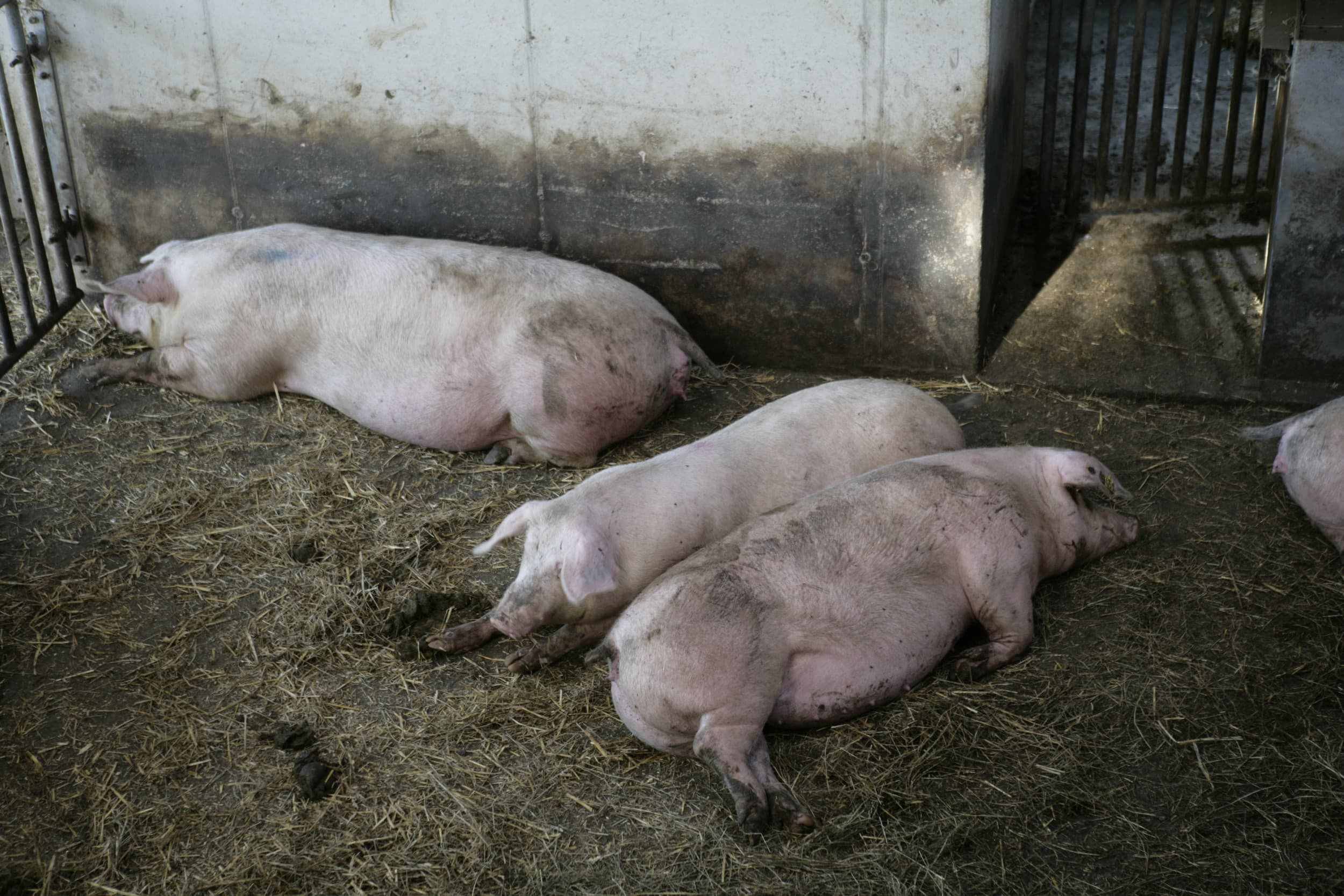 Het bestrijden van insecten, grondig reinigen én desinfecteren zijn belangrijk voor de gezondheid van het varken. – Foto: Jan Willem Schouten