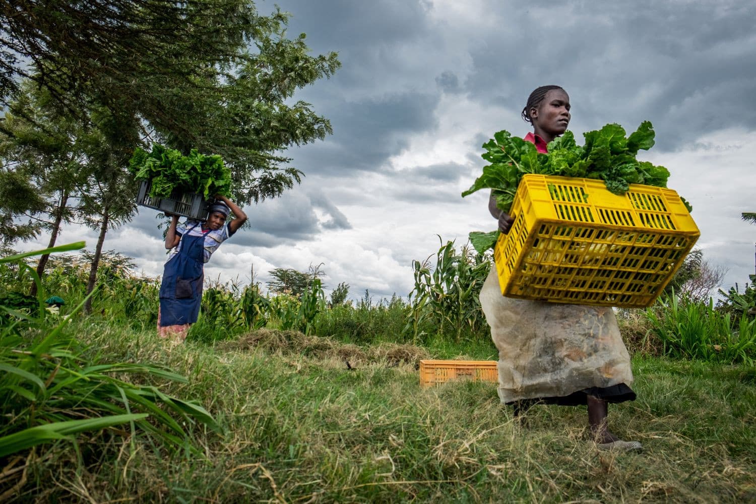 De EU investeert in ontwikkelingshulp voor voedselproductie in Afrika, deels om migratiestromen te beheersen, maar Europese boeren zien dit als oneerlijke concurrentie. – Foto: Canva/Getty Images