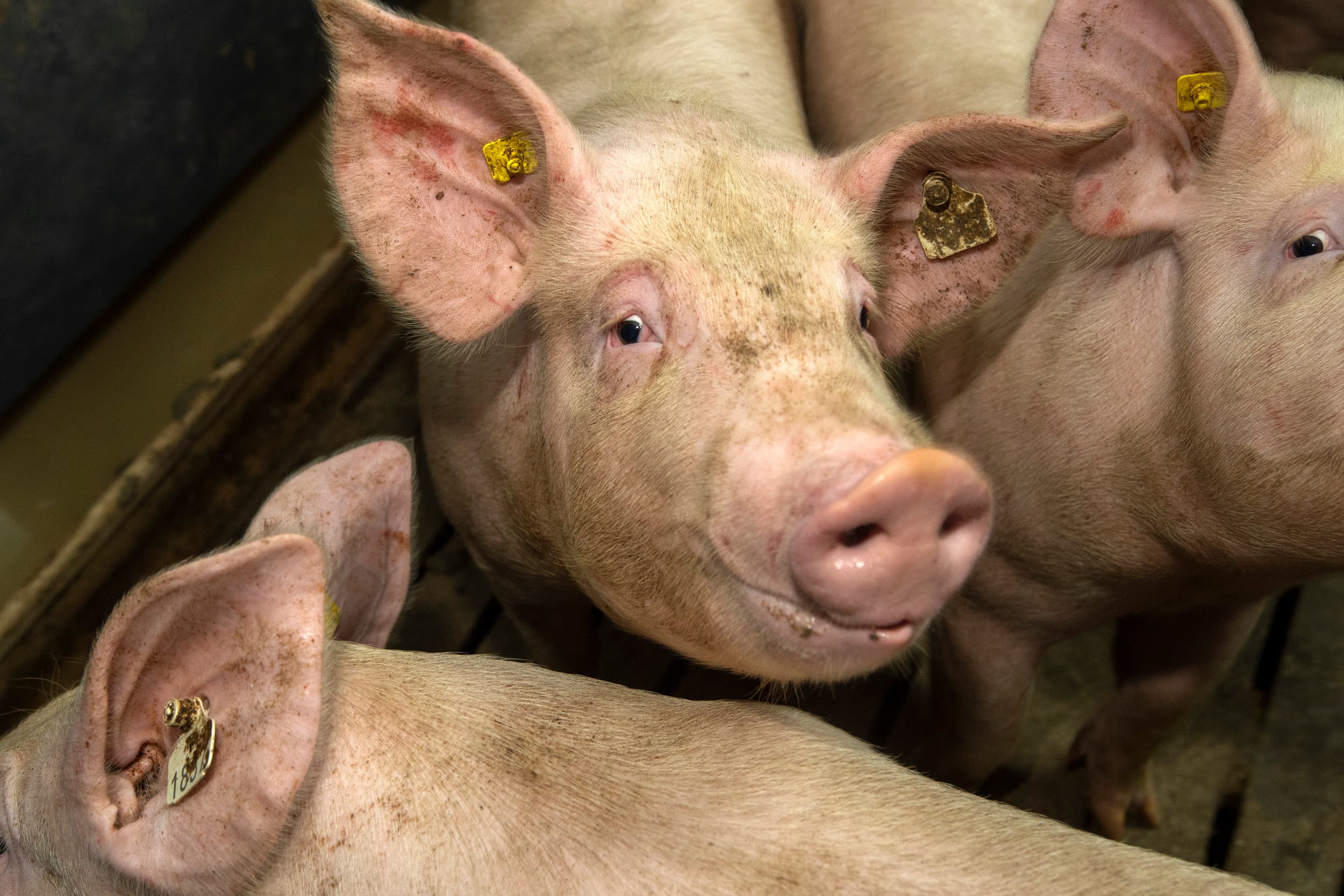De angst voor Afrikaanse varkenspest in Frankrijk neemt toe. – Foto: Twan Wiermans