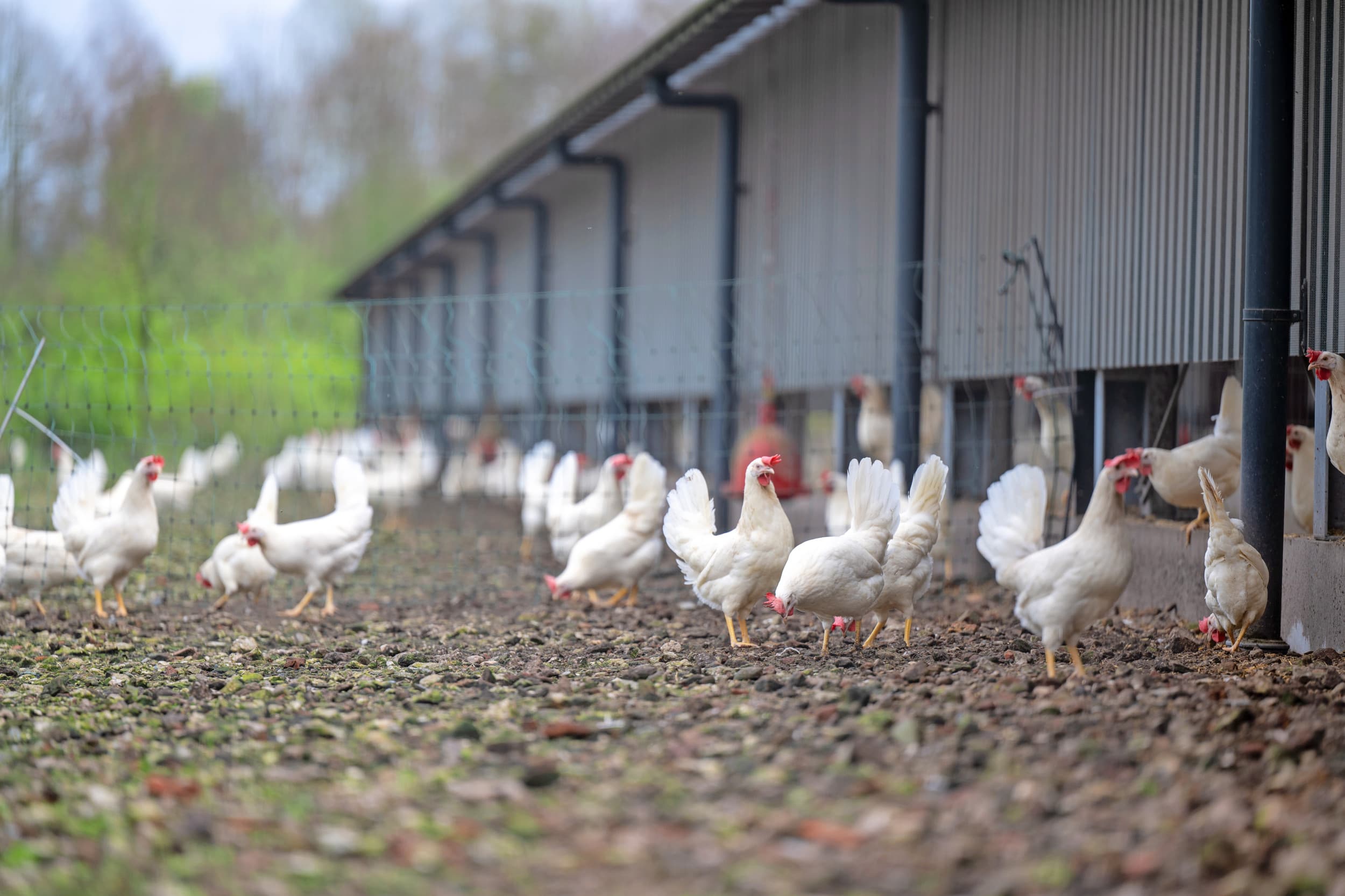 Witte kippen doen het op veel fronten beter doen bruine: ze produceren langer, leggen meer eieren, hebben een lagere voerconversie en zijn minder gevoelig voor ziekten. – Foto: Michel Velderman