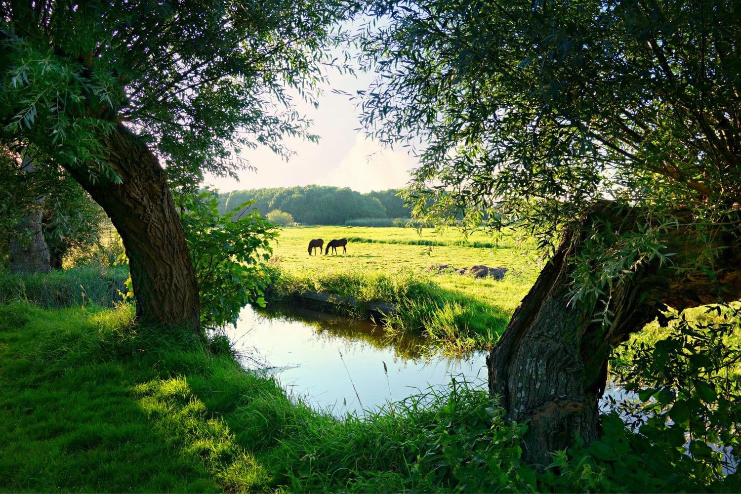 Minister Piet Adema wil het gebruik van gewasbeschermingsmiddelen beperken om de normen voor oppervlaktewater te beschermen. – Foto: Canva
