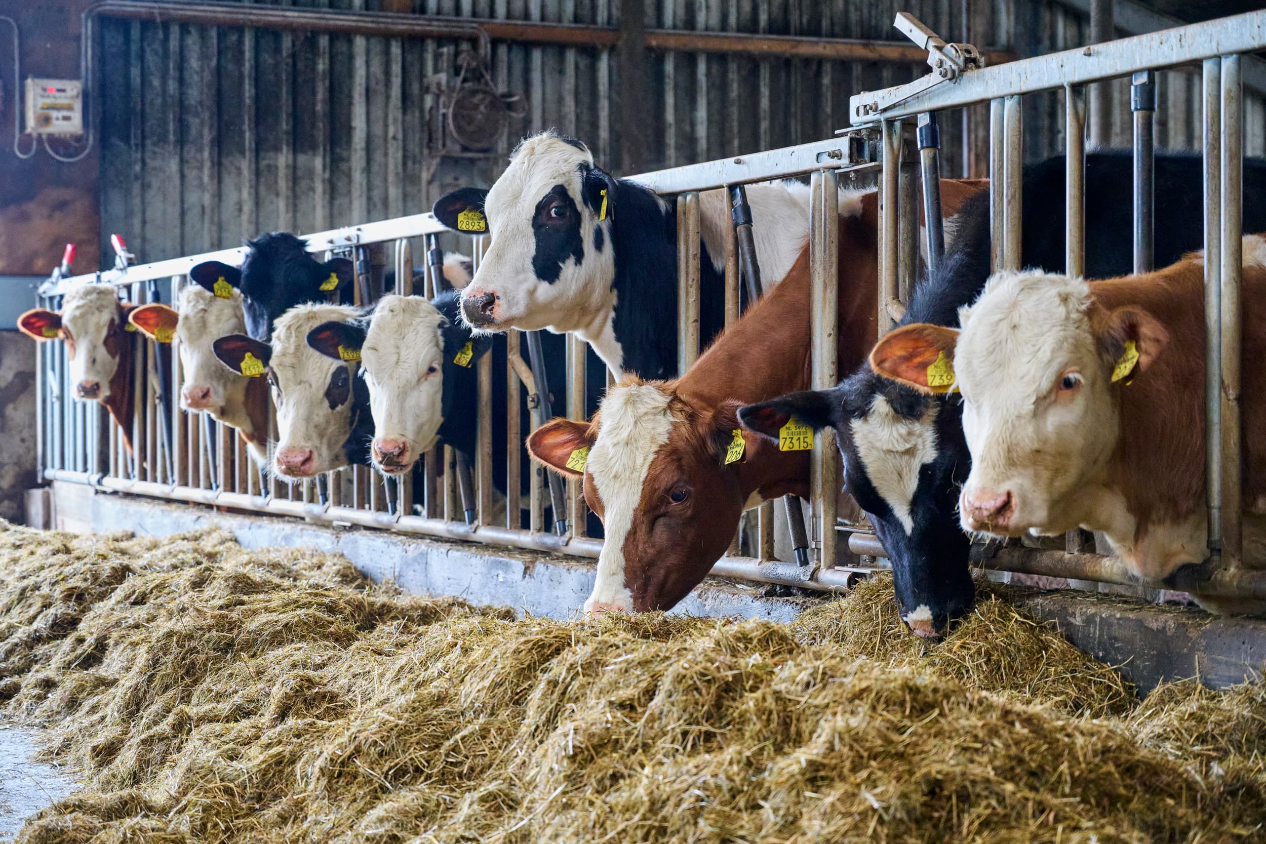 Uit analyse van cijfers over de afgelopen drie jaar blijkt dat de marge van bedrijven met weidegang beter is. – Foto – Van Assendelft Fotografie