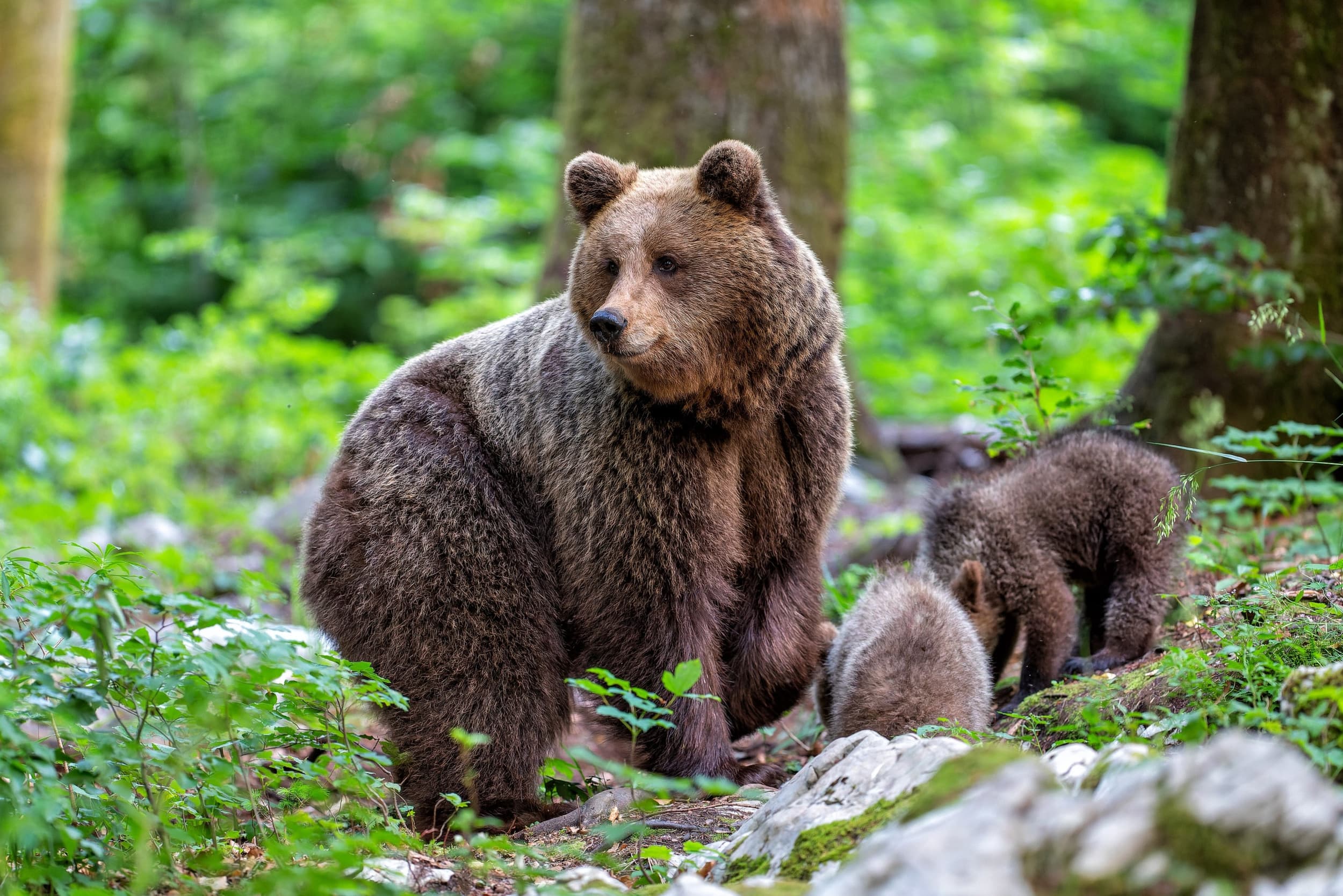 europese natuurherstelwet