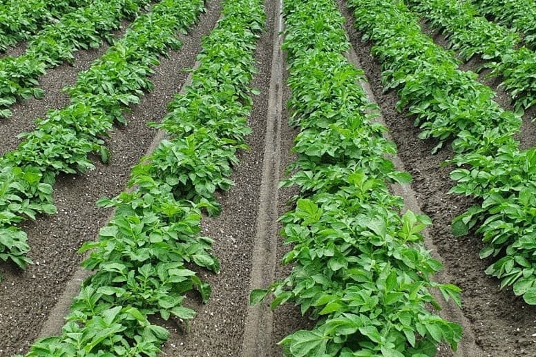 Bovenstaande foto toont een goed stadium van het aardappelgewas om BlueN toe te passen. – Foto: Corteva Agriscience