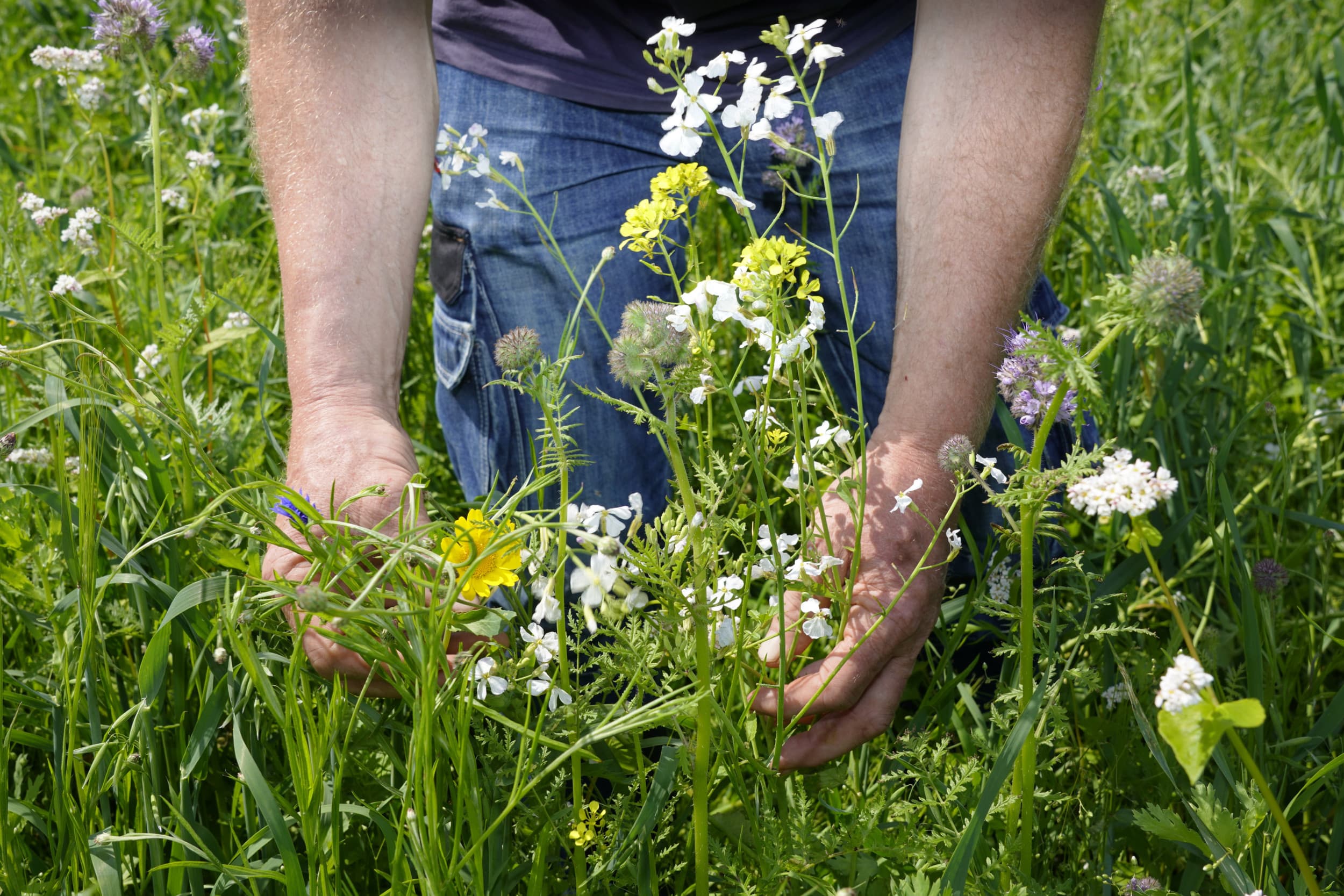 Natuurbeheer moet lonend zijn voor boeren door de beheersvergoeding te baseren op opbrengsten in plaats van kosten, zodat zij een eerlijke keuze kunnen maken tussen landbouw en natuurbeheer, aldus columnist Vergaderboer. – Foto: Ruud Ploeg