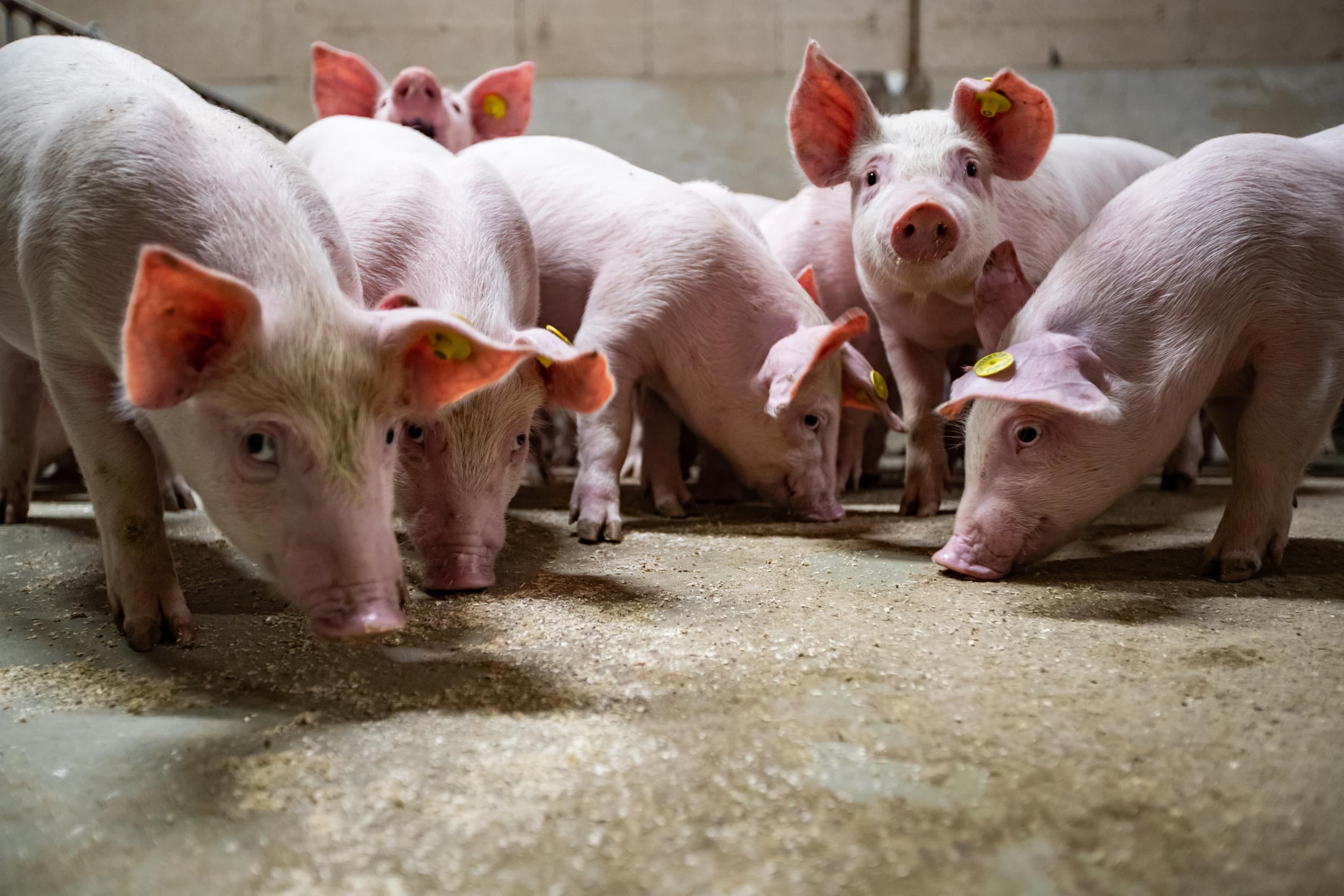 PRRS-vrije biggen zijn in beginsel meer geld waard, want het groeipotentieel van deze dieren is hoger. – Foto: Ronald Hissink