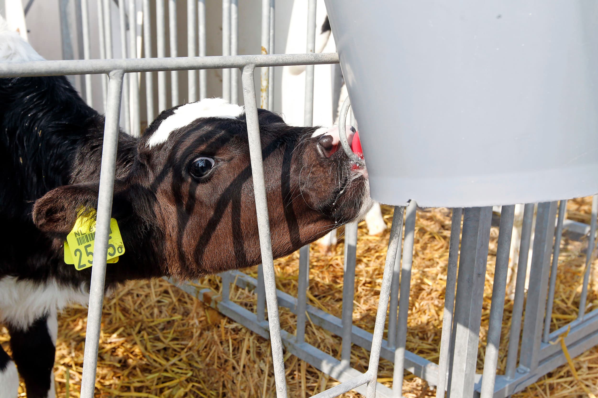 Kalveren die meer melk krijgen presteren later als melkkoe beter. Niet alleen met een hogere melkproductie, ook vallen ze minder snel uit. – Foto: Bert Jansen