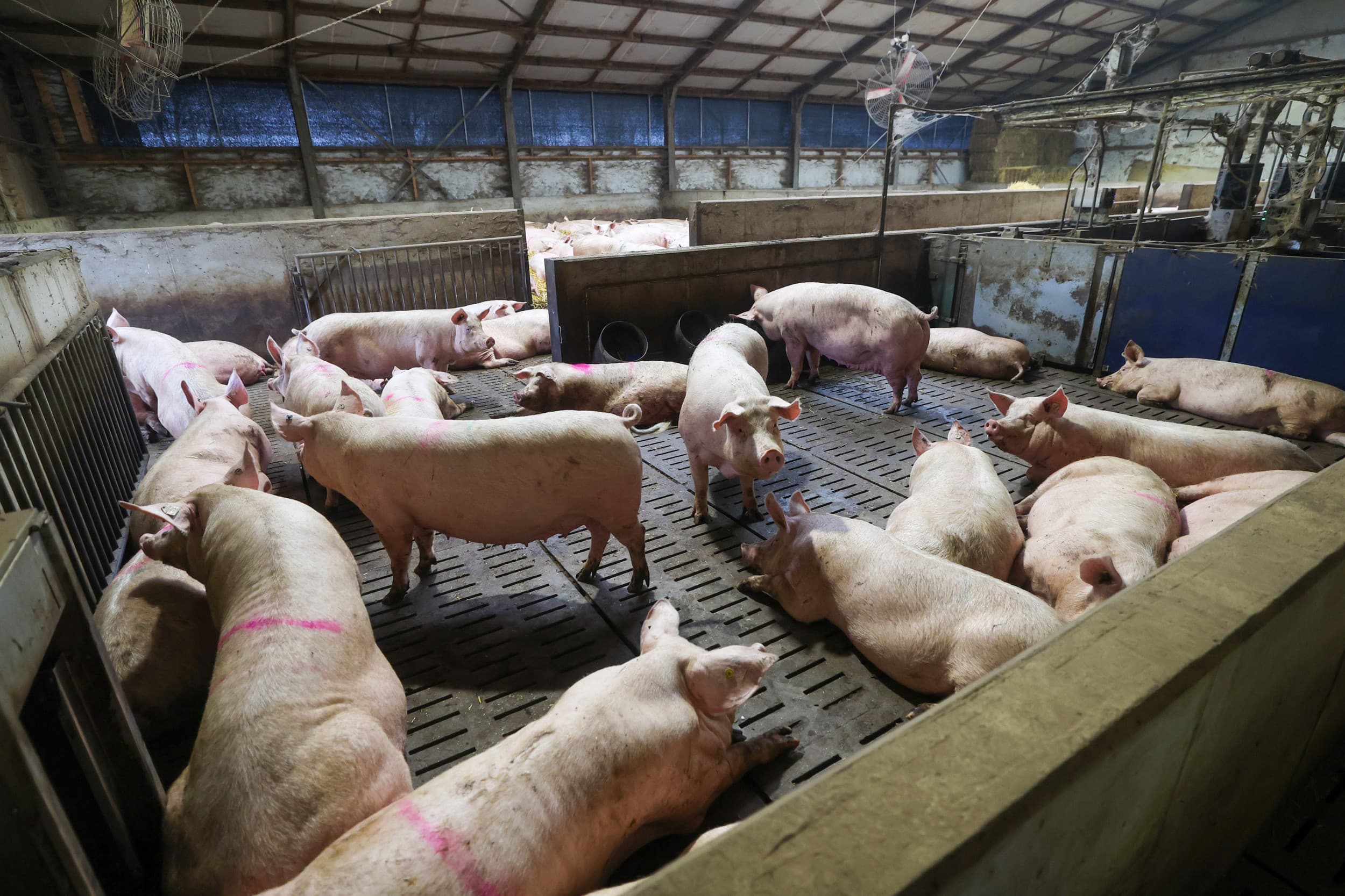Coalitie Vitale Varkenshouderij at in beeld brengen hoe zeugen en gelten erbij liggen op de varkensbedrijven in Nederland. – Foto: Bert Jansen