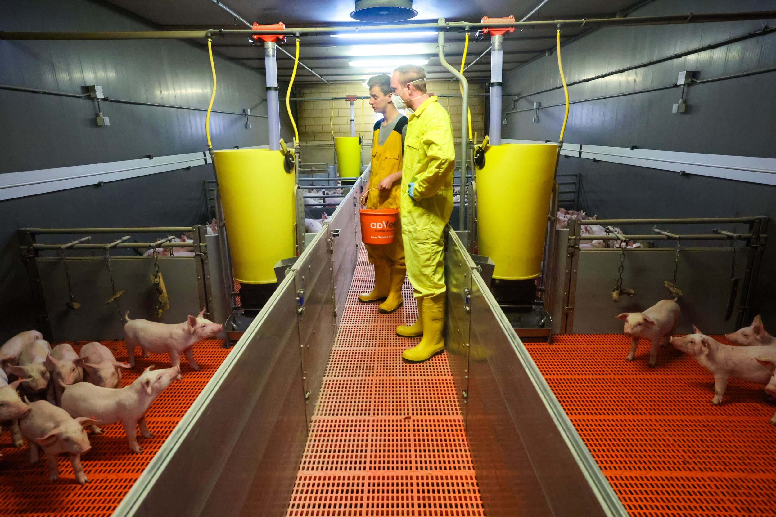 Familie Verheagh in Sevenum is een van de Nederlandse deelnemers aan het PRRS-bestrijdingstraject. – Foto: Bert Jansen