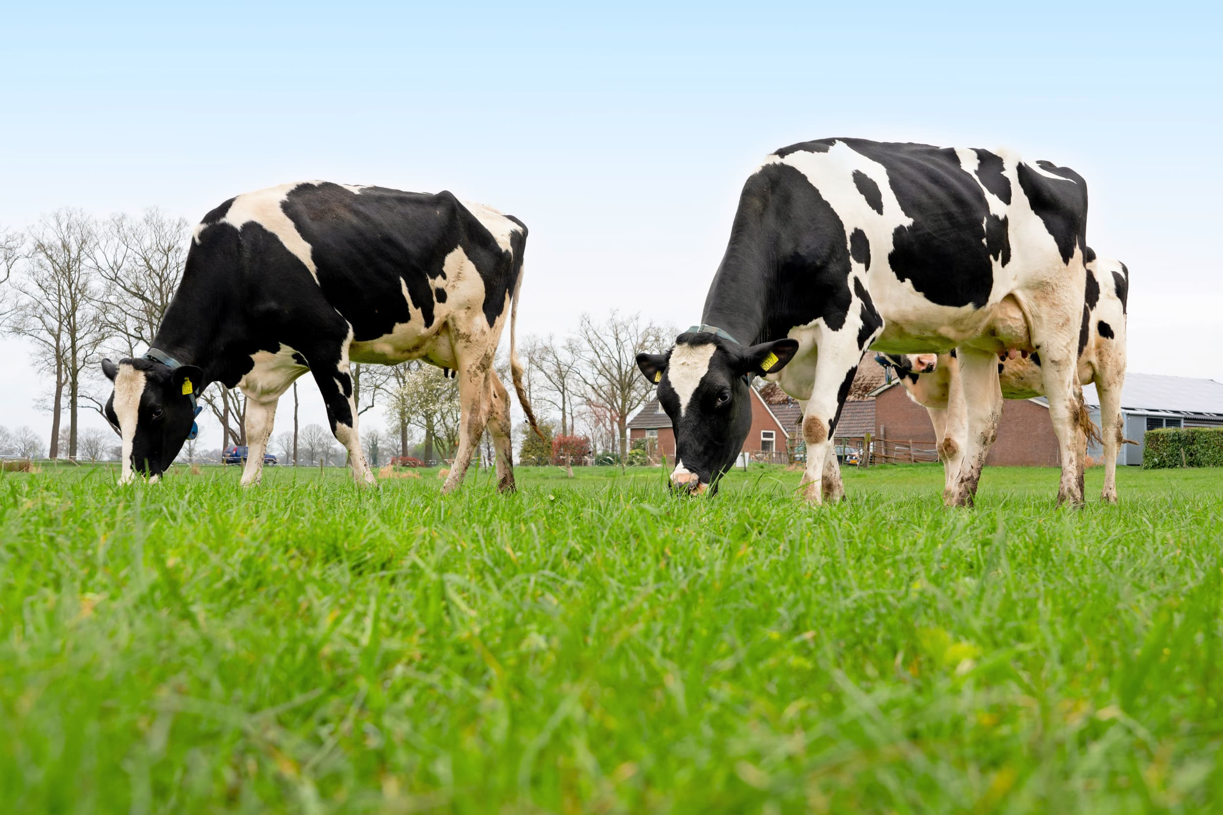 Koeien kunnen via de spenen geïnfecteerd worden met het vogelgriepvirus dat in Europa aanwezig is. – Foto: Jan Willem Schouten