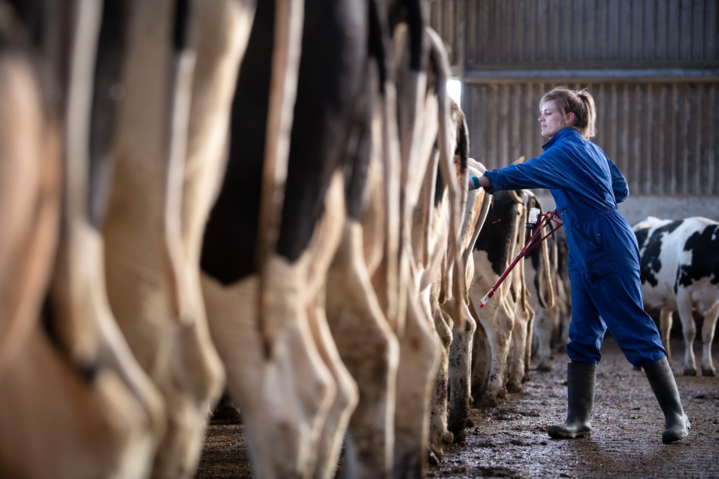Er loopt nu een vrijwillig bestrijdingsprogramma, maar de Kamer wil een wettelijke bestrijding van IBR voor alle rundvee- en vleesveebedrijven. – Foto: Mark Pasveer