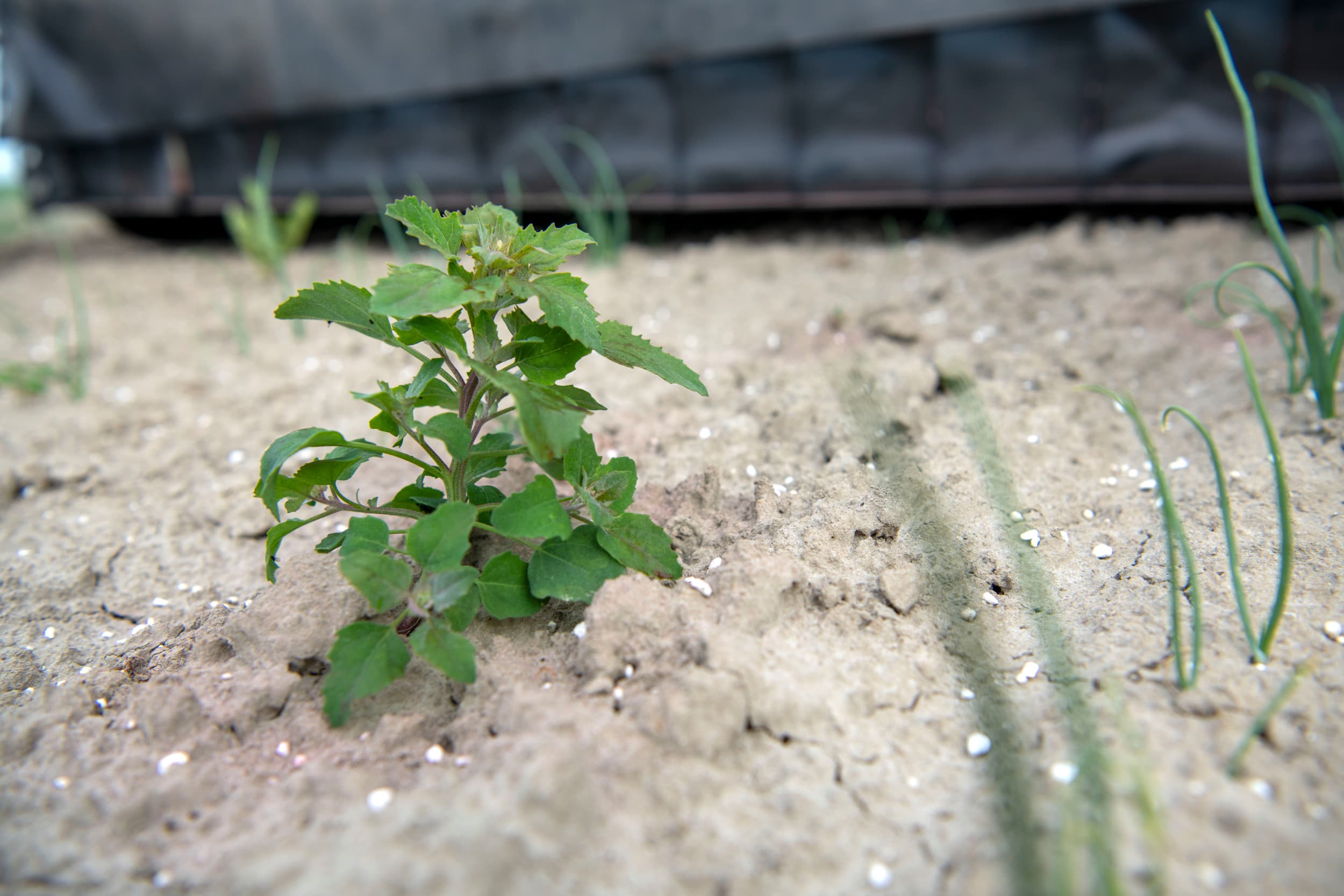 Volgens definitie is onkruid een plant of een groep van planten die op een bepaalde plaats niet gewenst is, zoals hier op een akkerbouwland. – Foto: Mark Pasveer