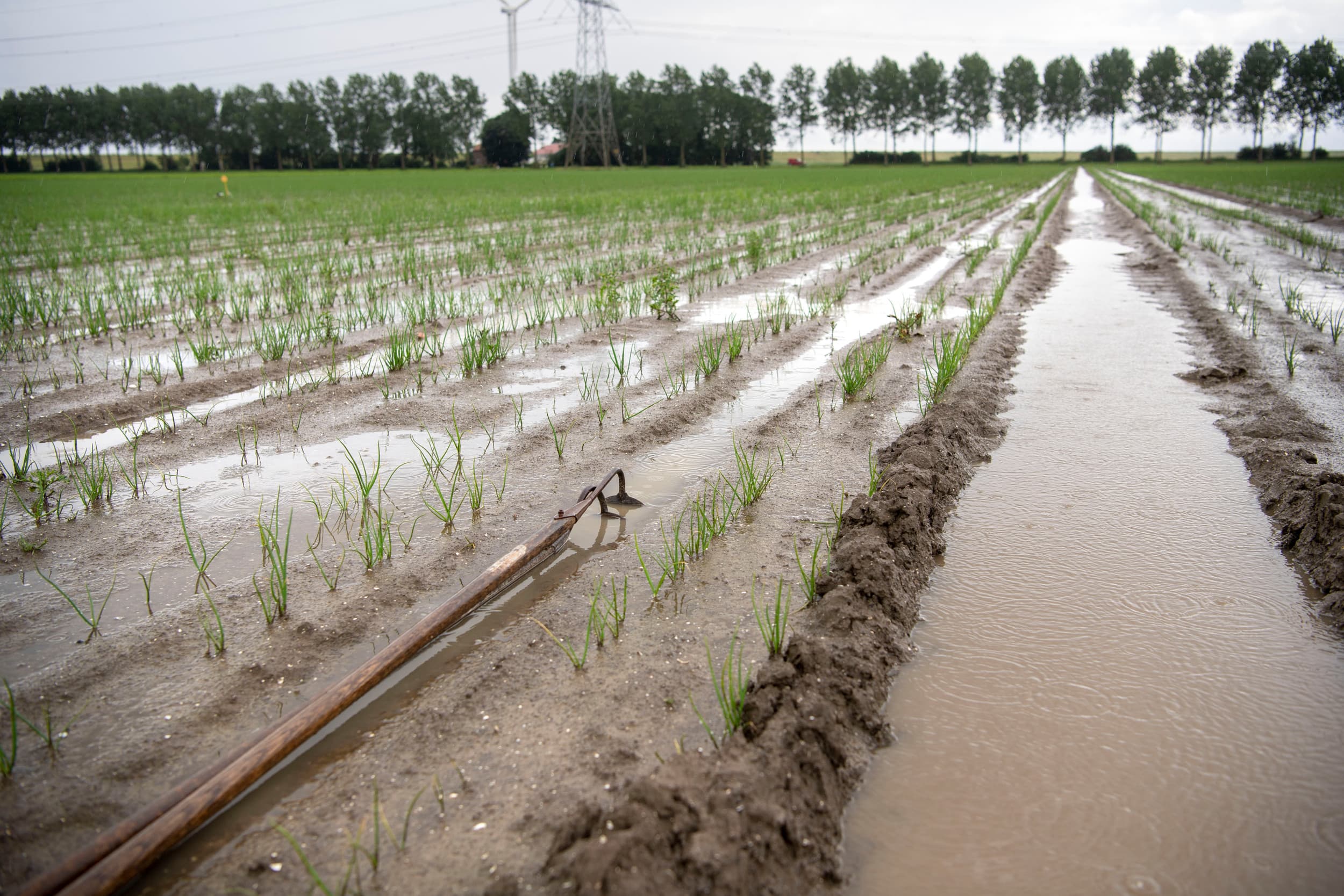 10 mei 2024, in de omgeving van Nagele (Fl.). Wateroverlast in een perceel uien. Productievolumes in de akkerbouw staan onder druk, mede door het natte weer, aldus ABN Amro. - Foto: Mark Pasveer