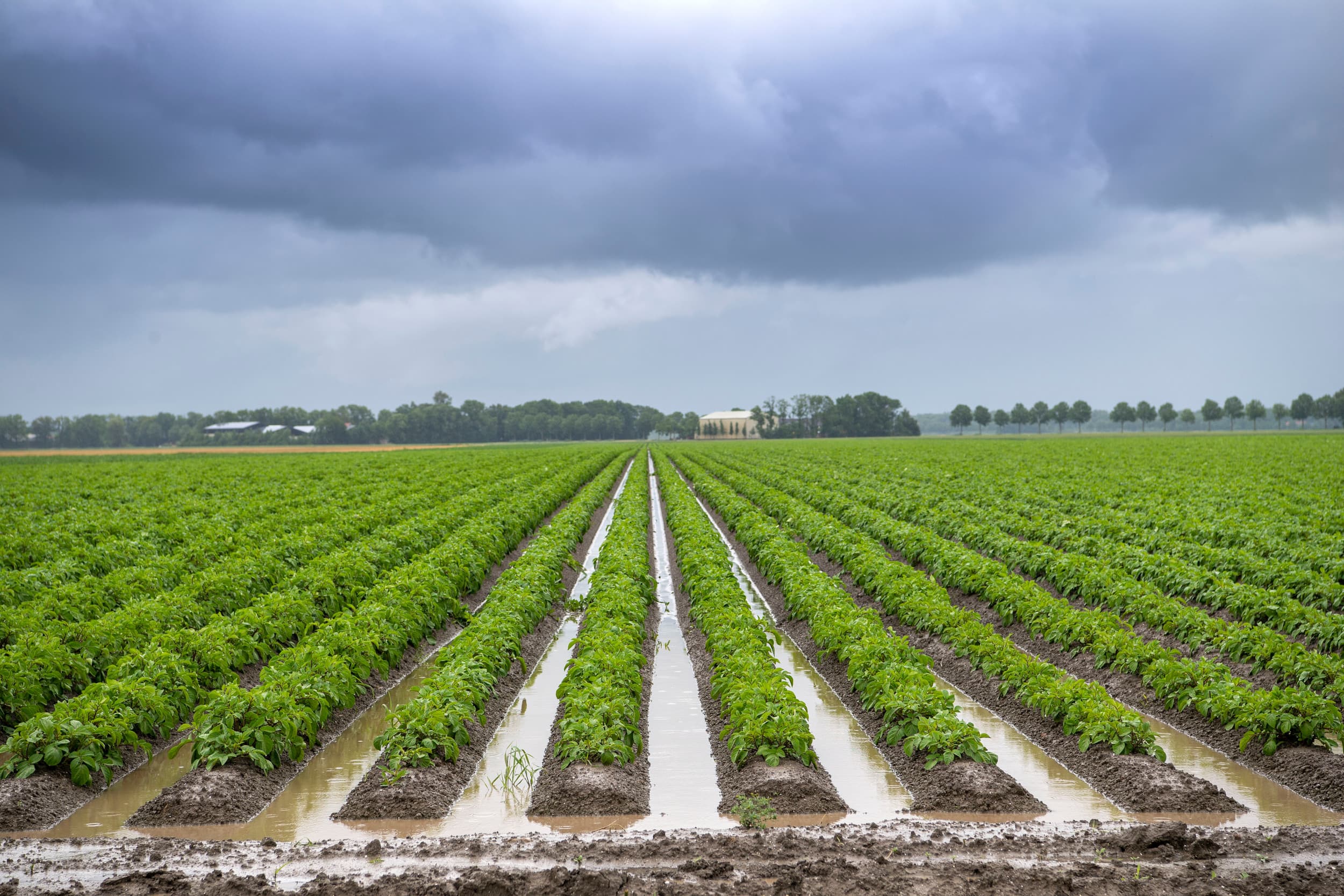Perceel aardappelen waar water tussen de ruggen staat. Stikstof kan hier zowel uitspoelen als vervluchtigen. – Foto: Mark Pasveer