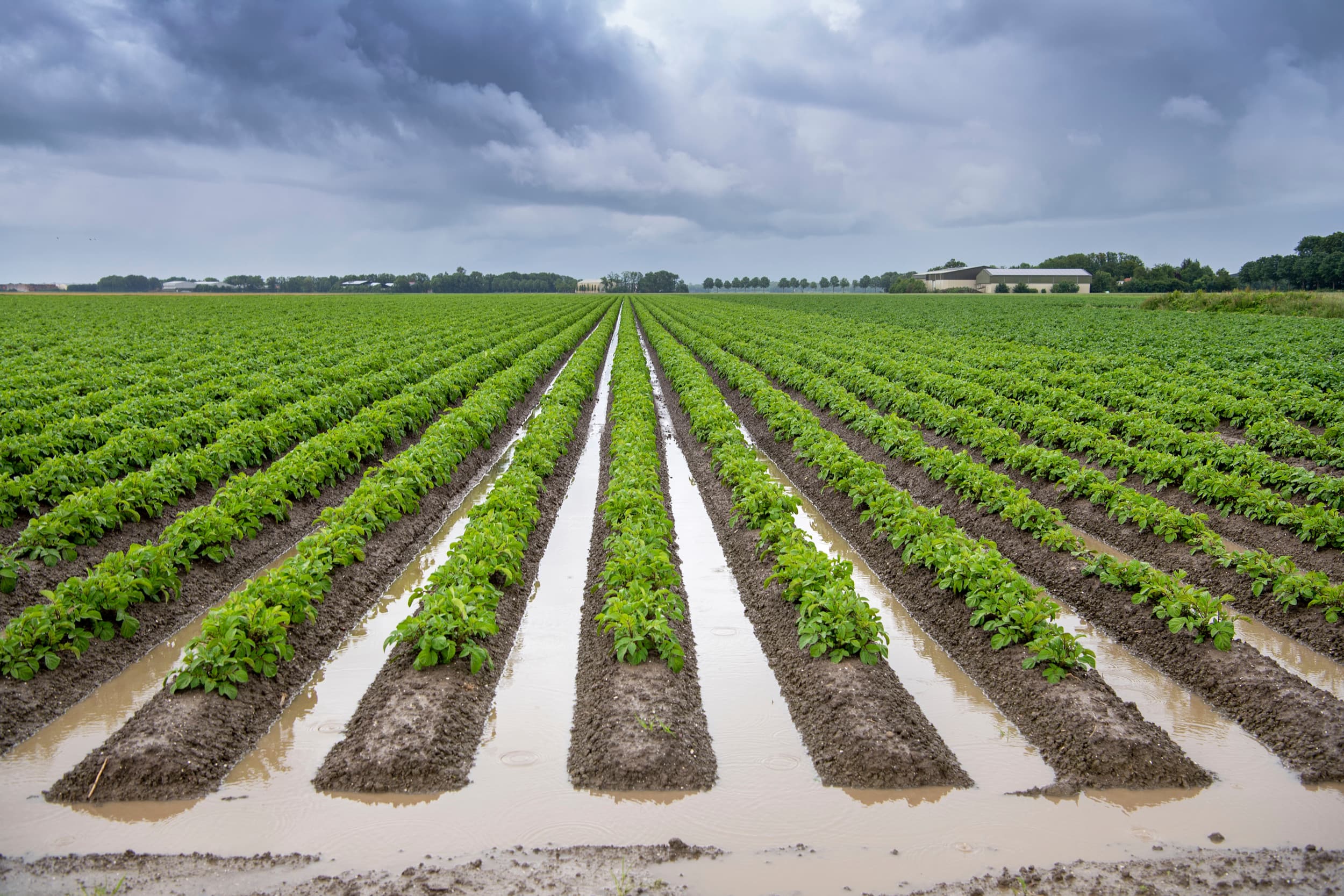 Het natte weer zorgde vorig najaar en het huidige teeltjaar voor veel problemen, waardoor het voor boeren niet mogelijk is om de gestelde data te halen. – Foto: Mark Pasveer