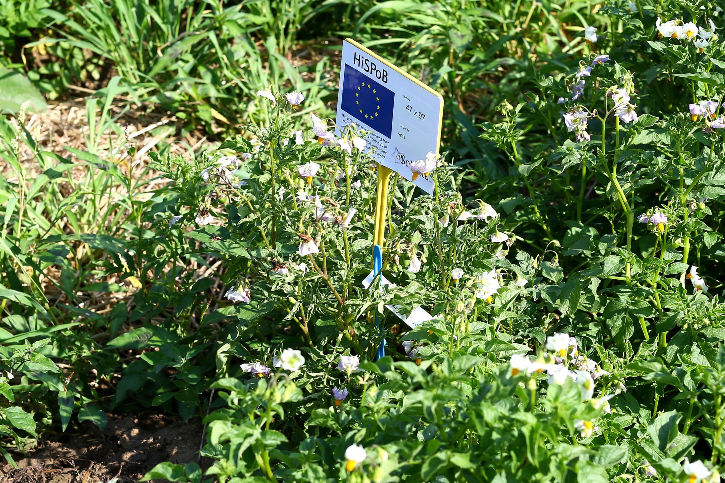bayer en solynta in aardappelzaad