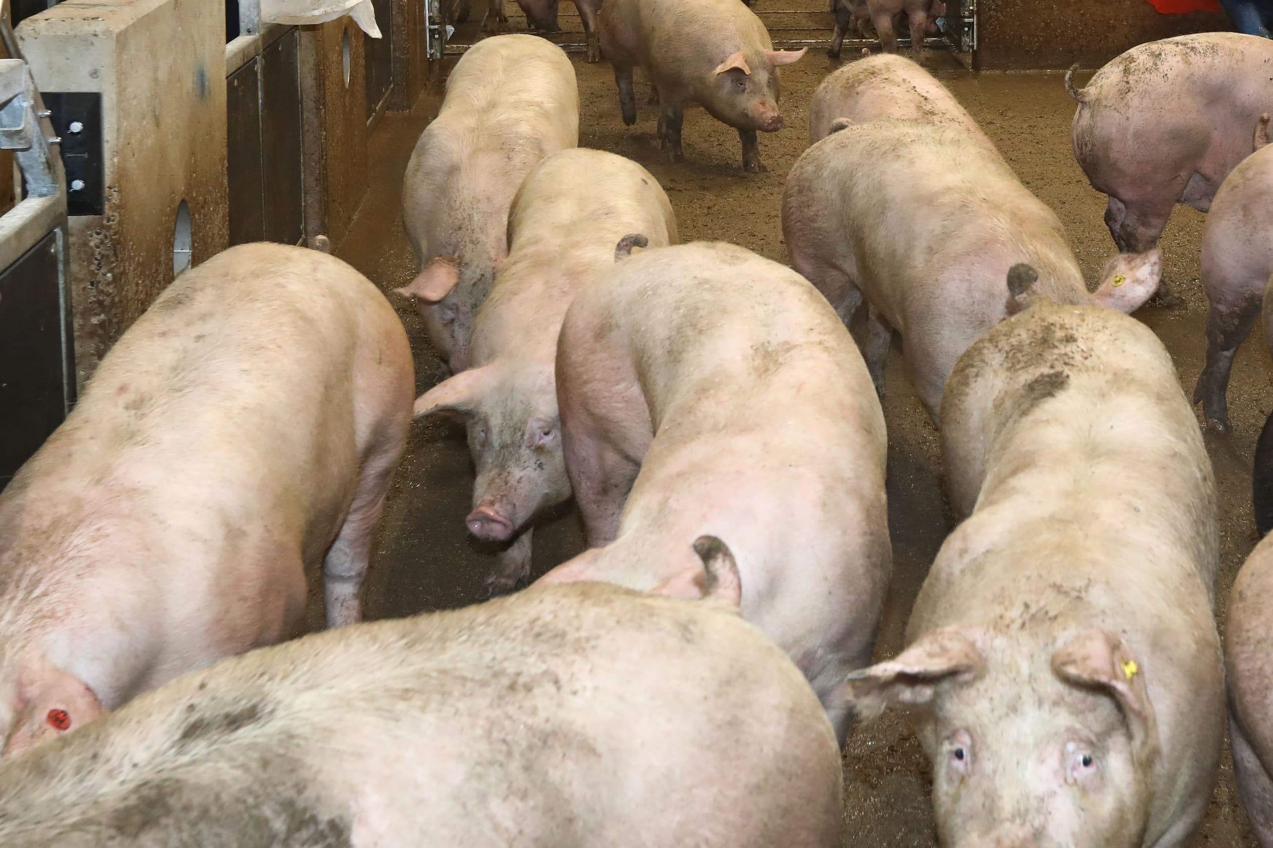 verbod stroomstootapparatuur varkens koeien